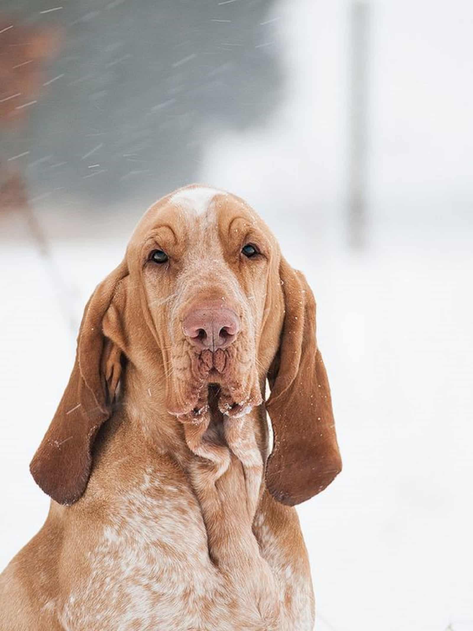 bracco italiano dog