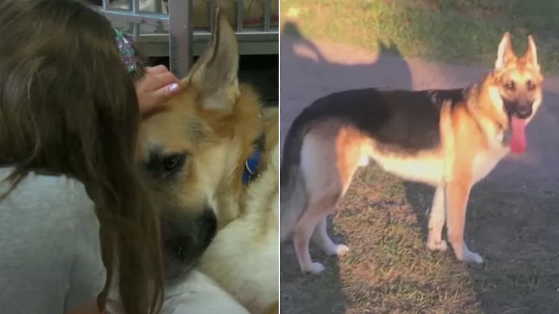 Brave German Shepherd, Haus, Saves Young Girl From A Poisonous Snake