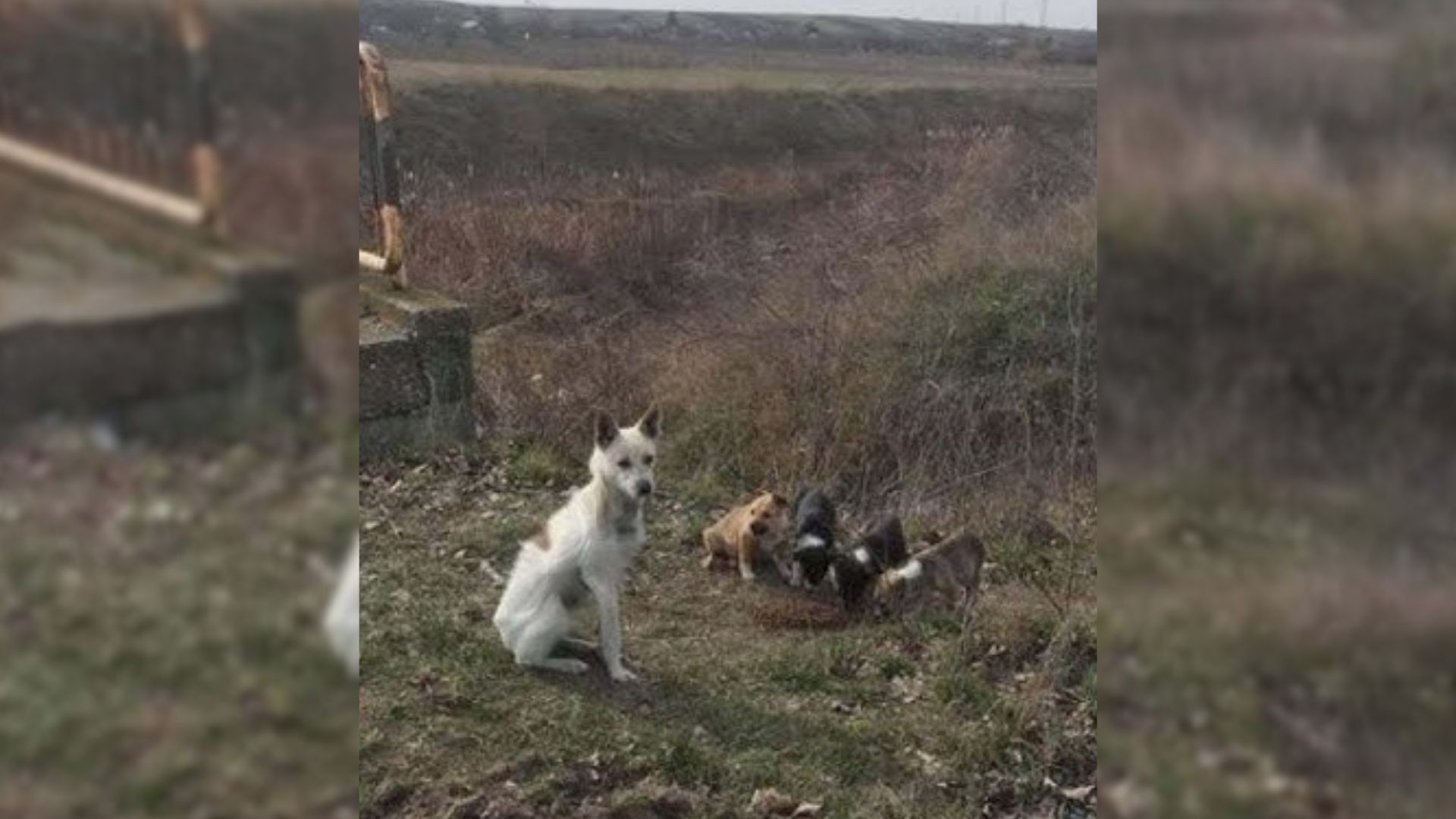 Dog Family Abandoned Under A Bridge Were Struggling To Survive Until Rescuers Came To Help