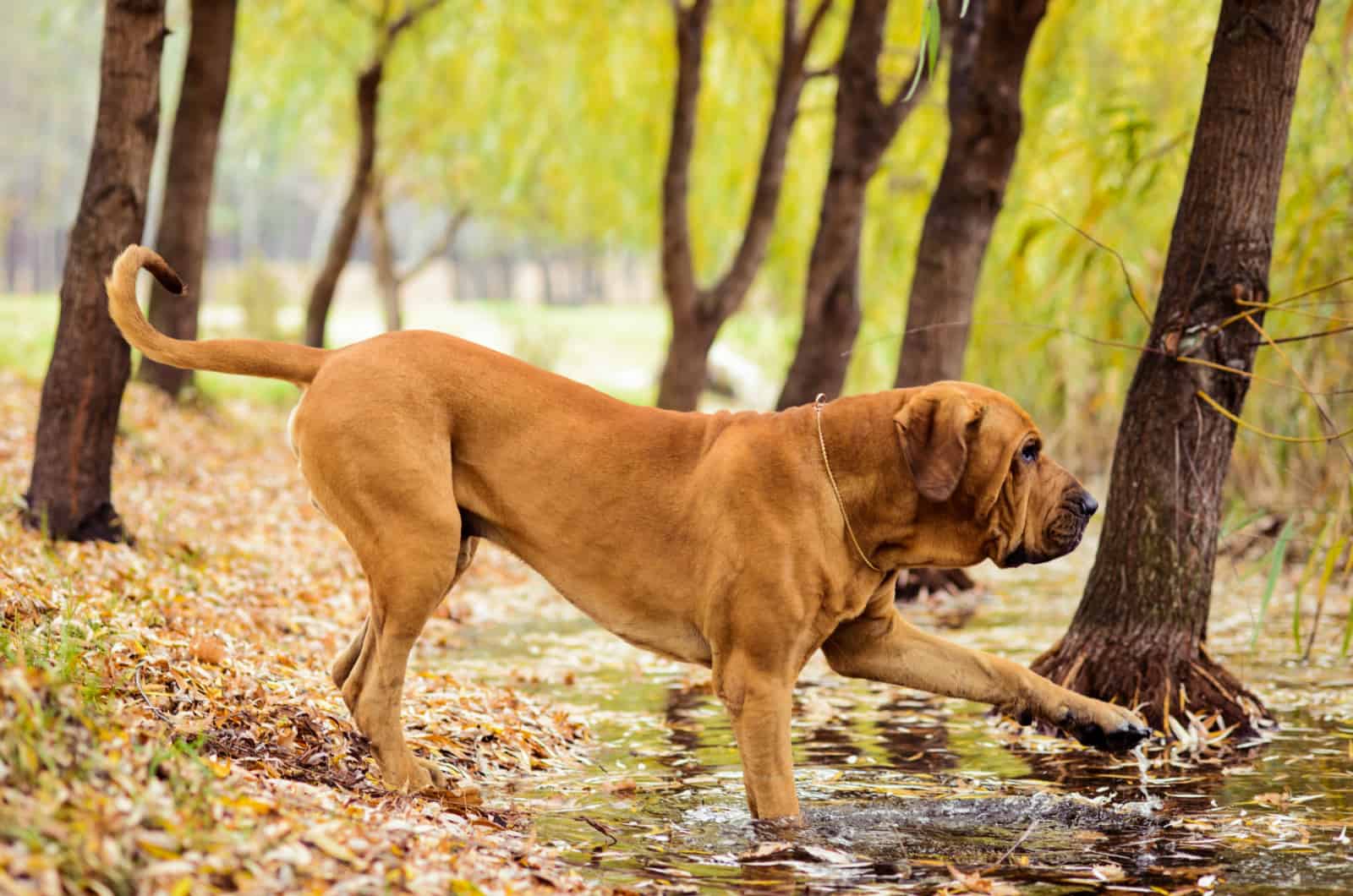 Brazilian Mastiff