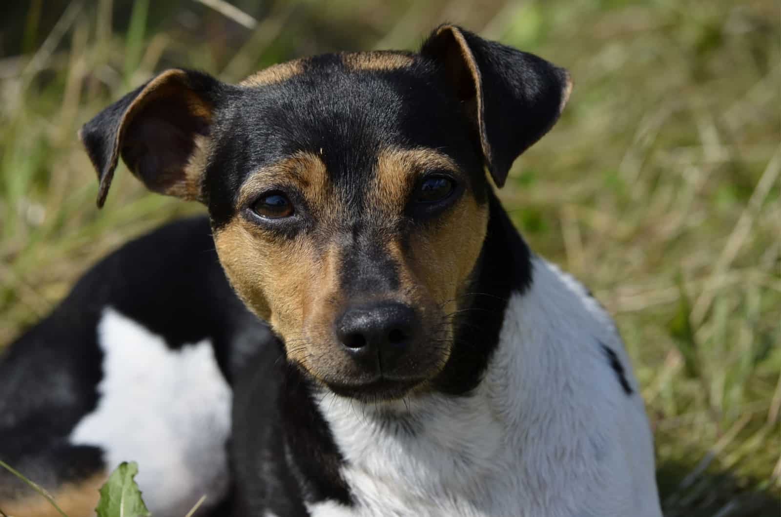 Brazilian Terrier