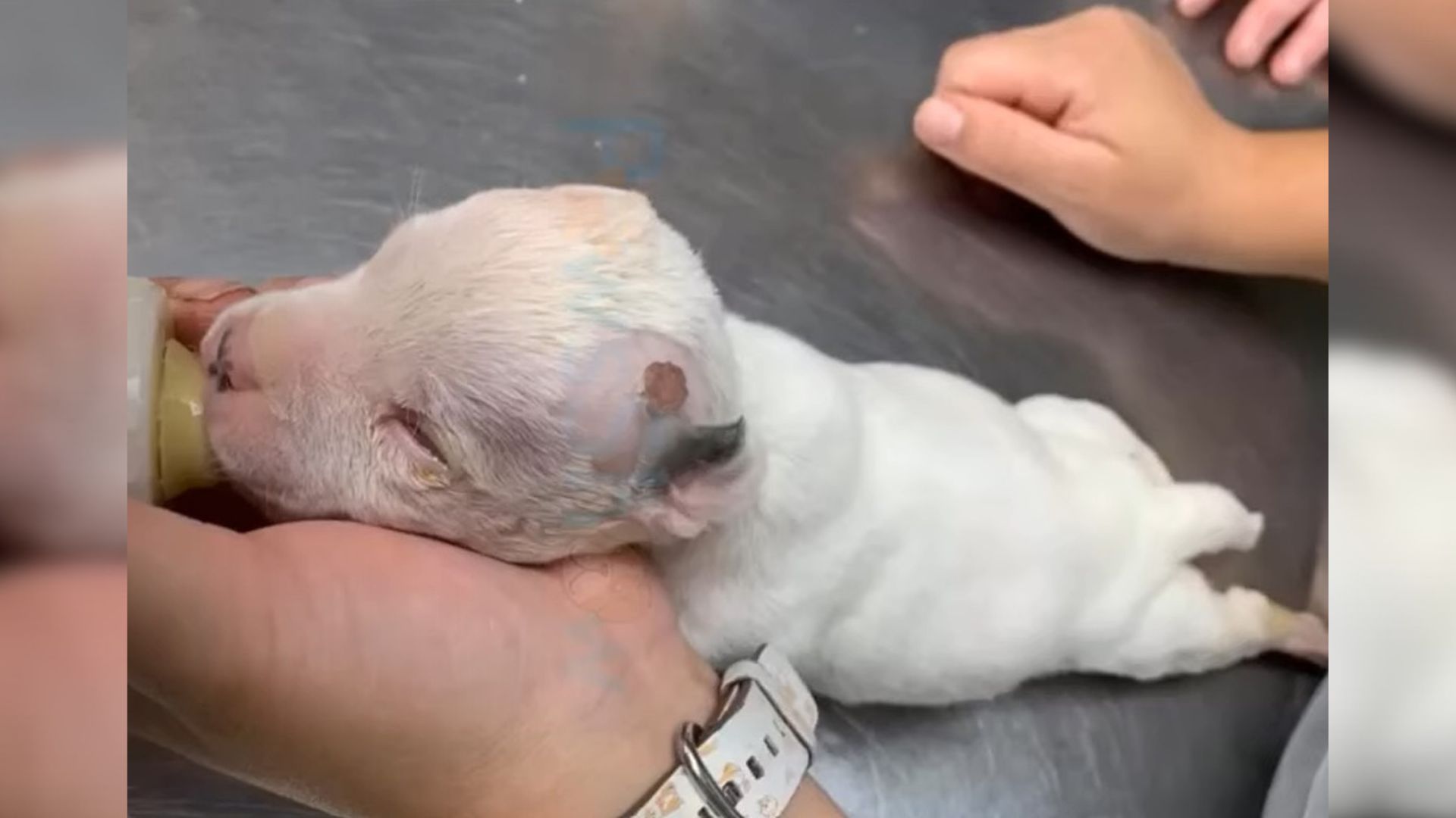 Breeder Wanted His Blind Puppy Euthanized At The Clinic But The Vets Refused To Do It