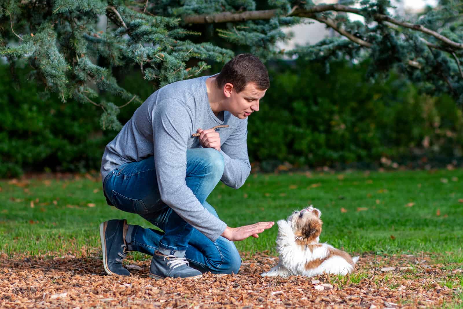 breeder training Shih Tzu outside in park