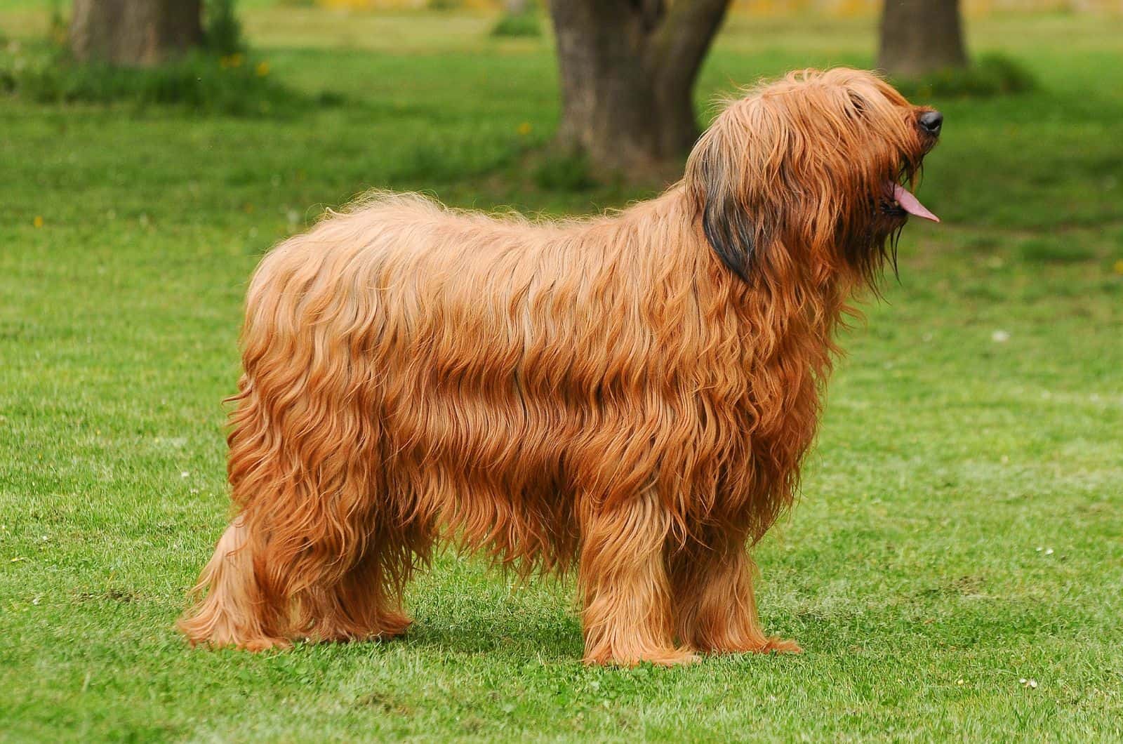 Briard