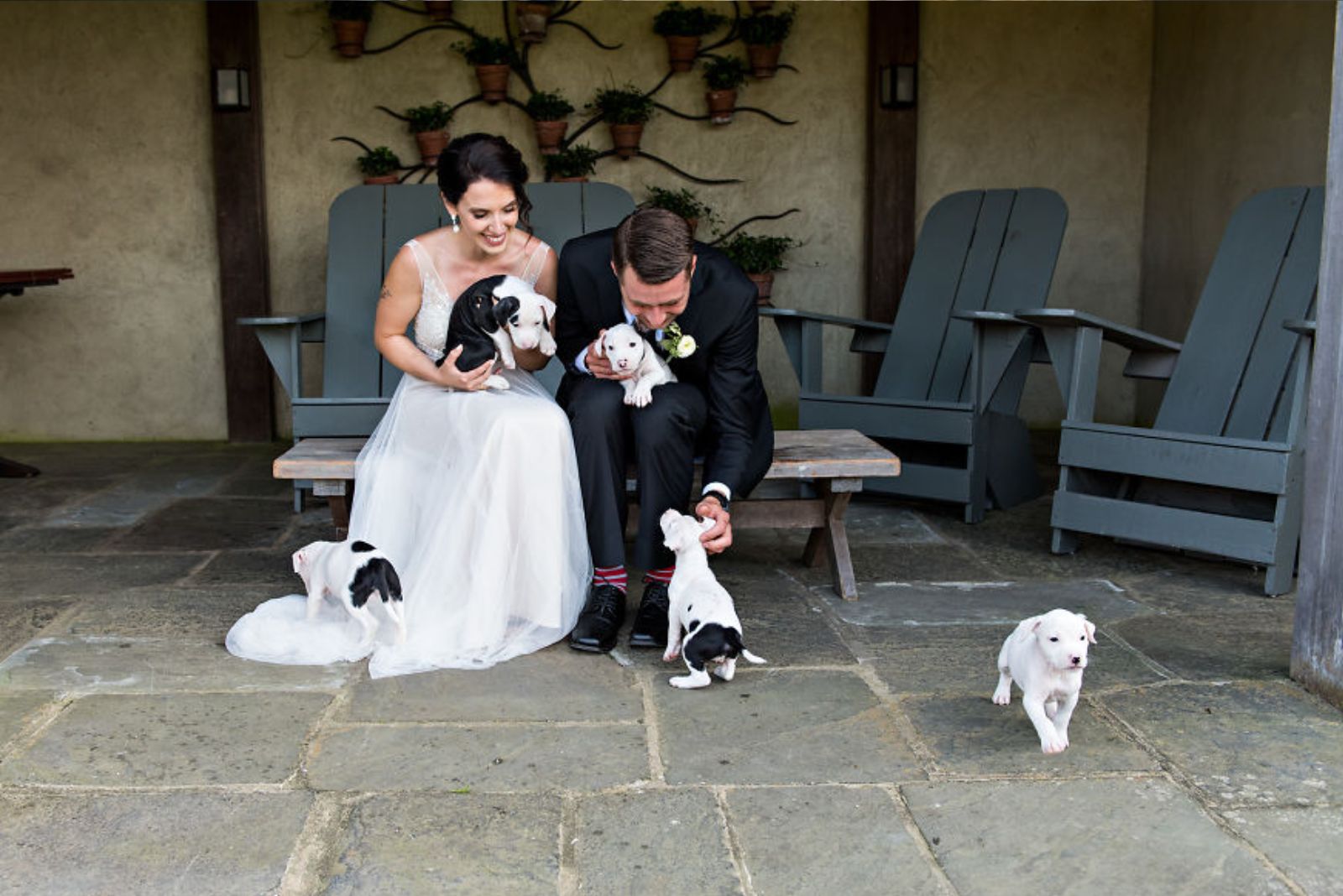 bride and groom sitting surrounded by puppies