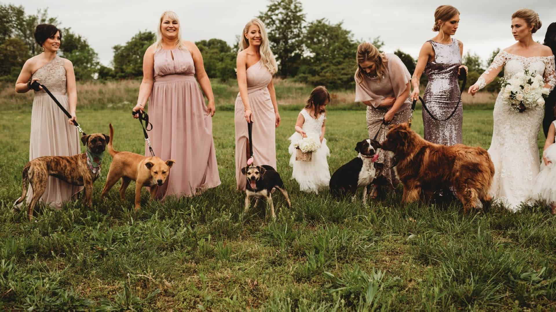 Bridesmaids Picked To Walk Down The Aisle With Shelter Dogs Instead Of Bouquets