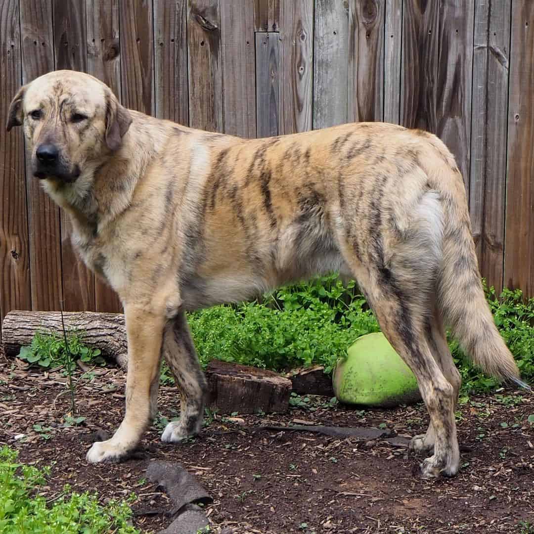 Brindle Anatolian Shepherd Dog