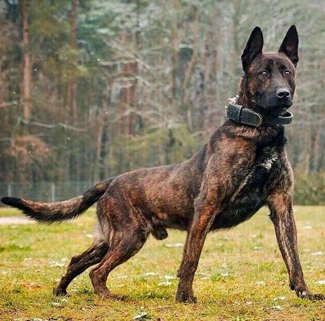 brindle belgian malinois