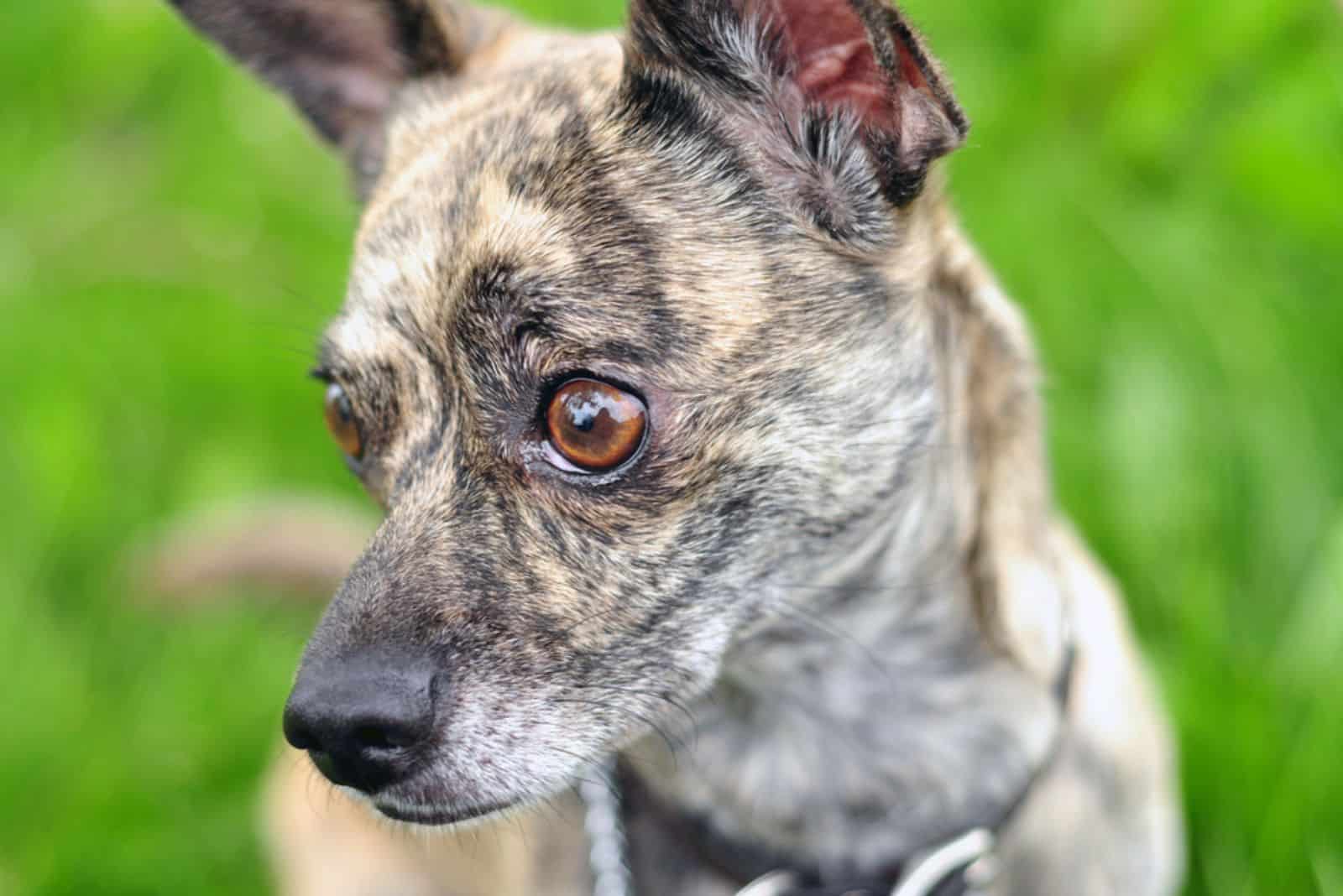 Brindle Chihuahua loooking at distance