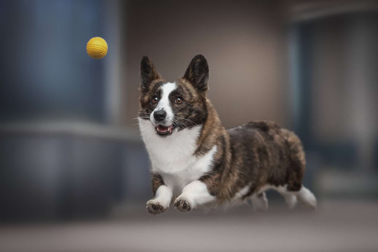 brindle corgi chasing a ball