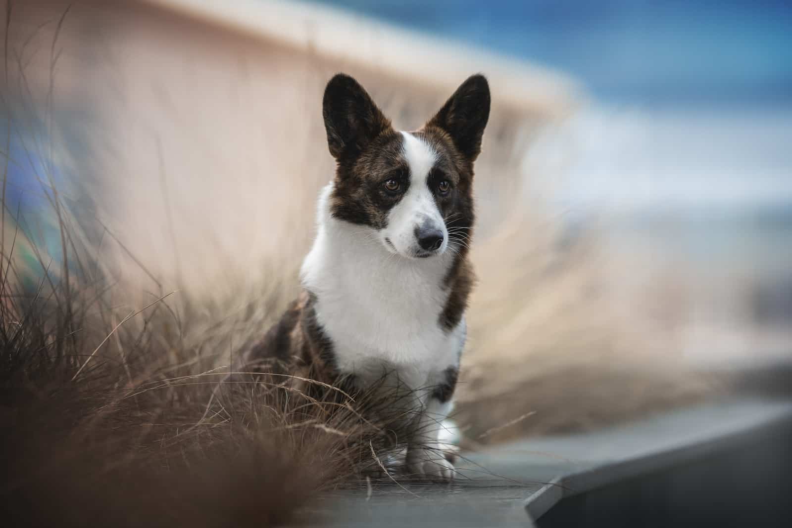 brindle corgi