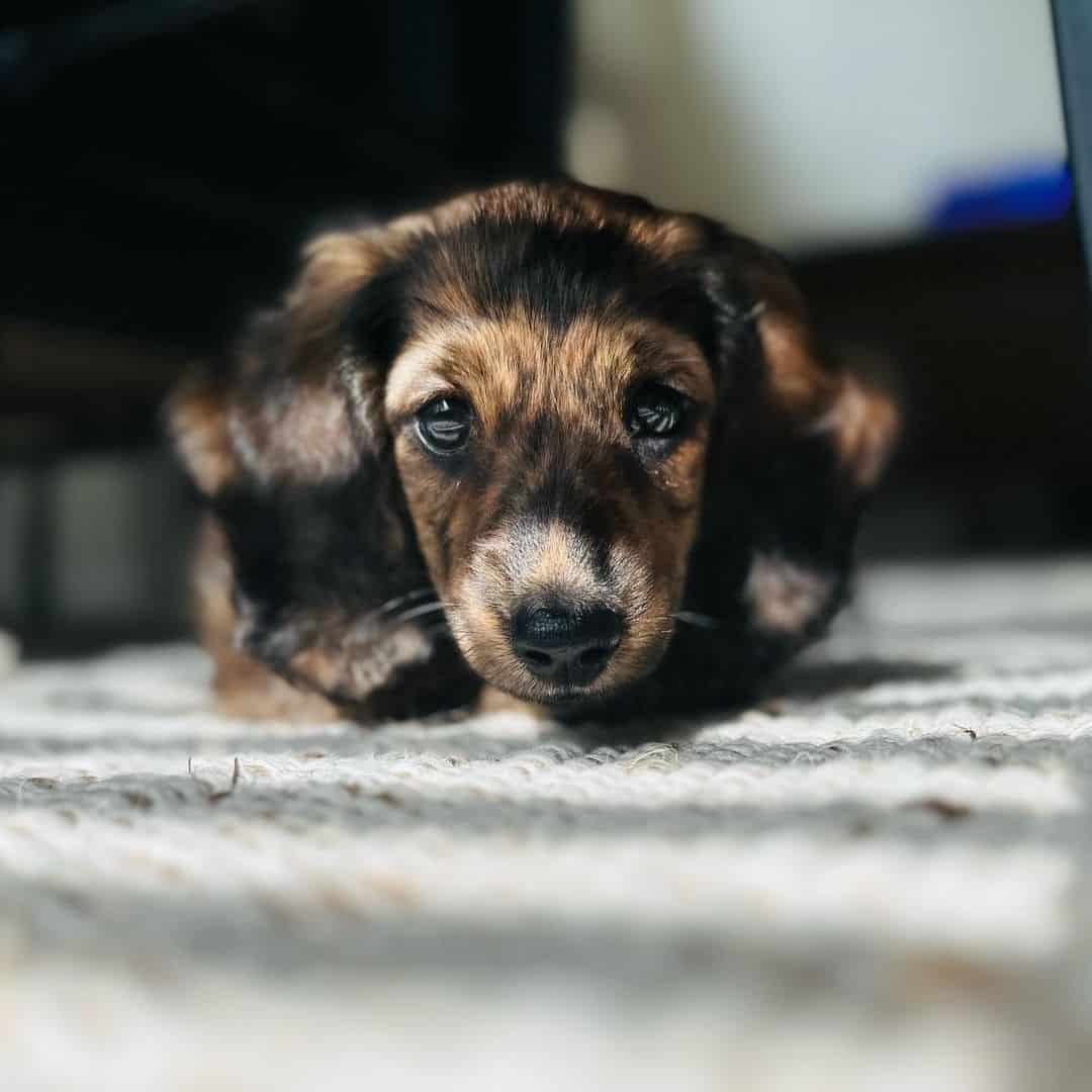 brindle dachshund puppy