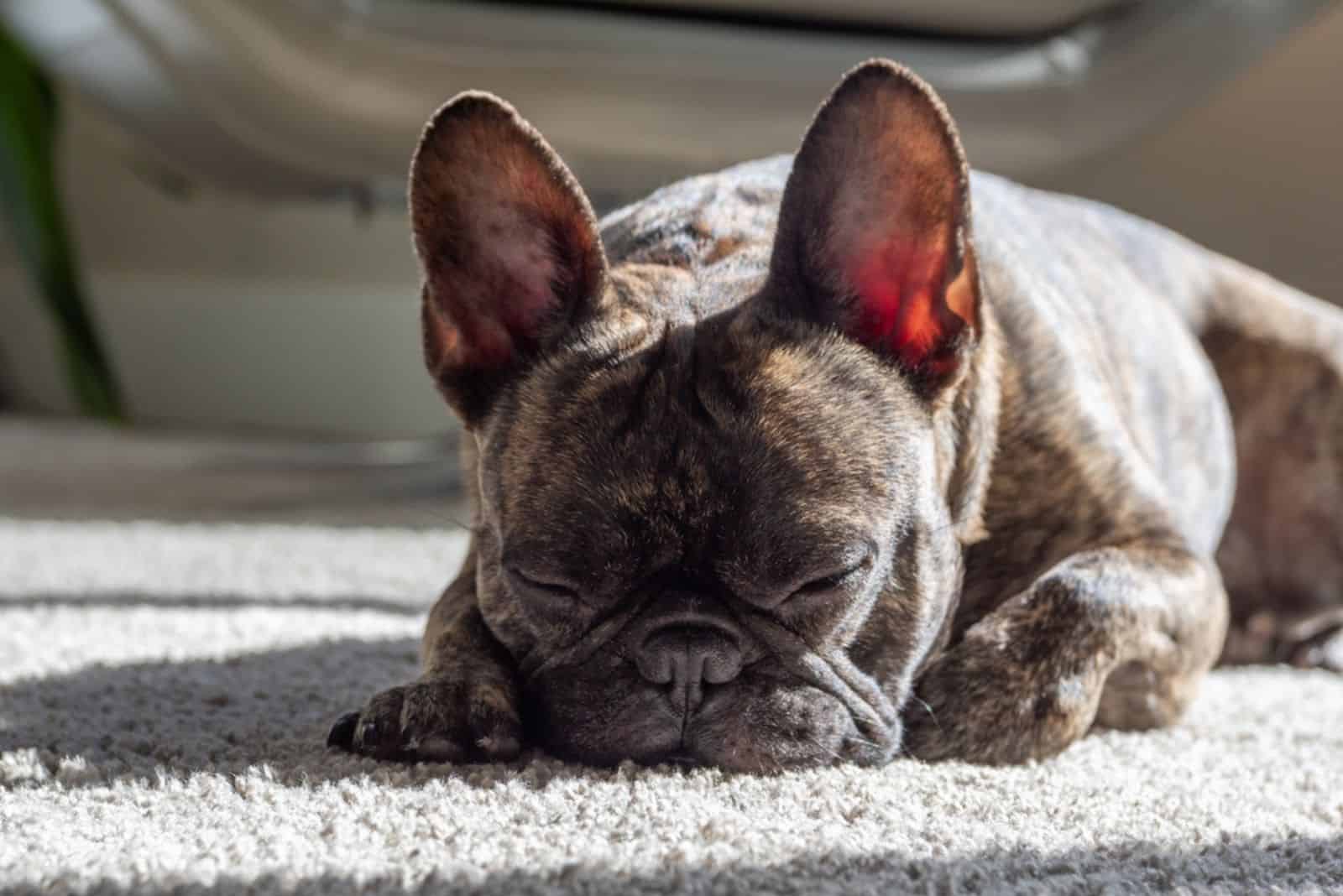 Brindle French Bulldogs