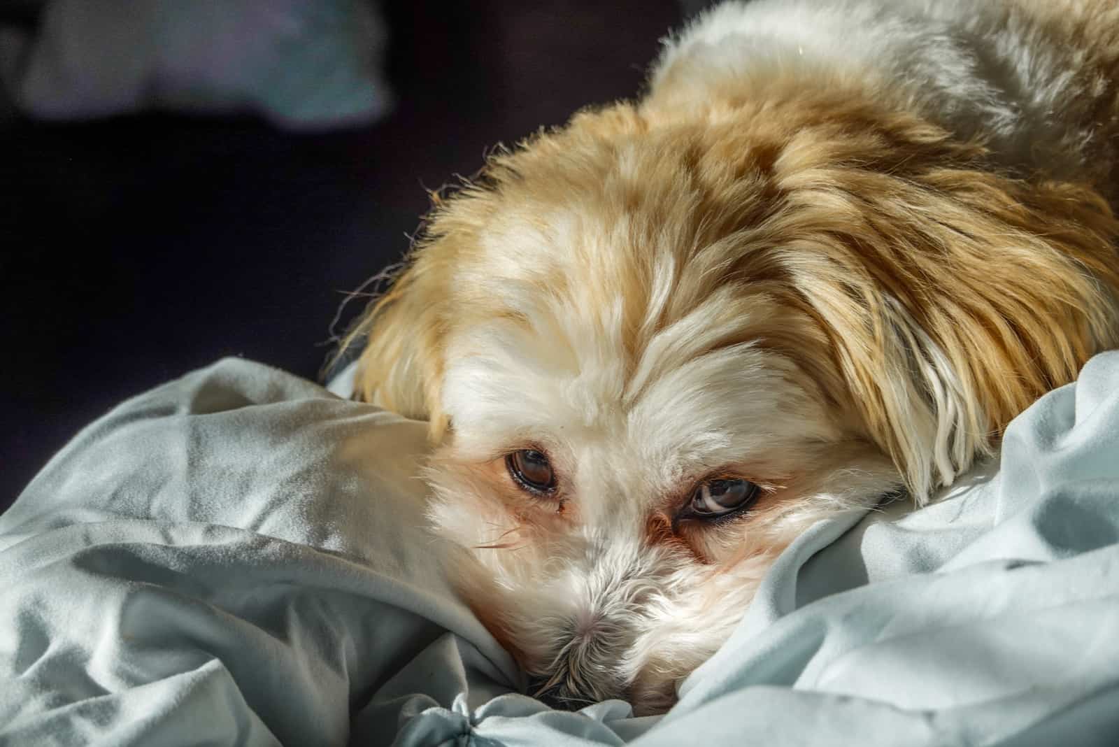 Brindle Havanese