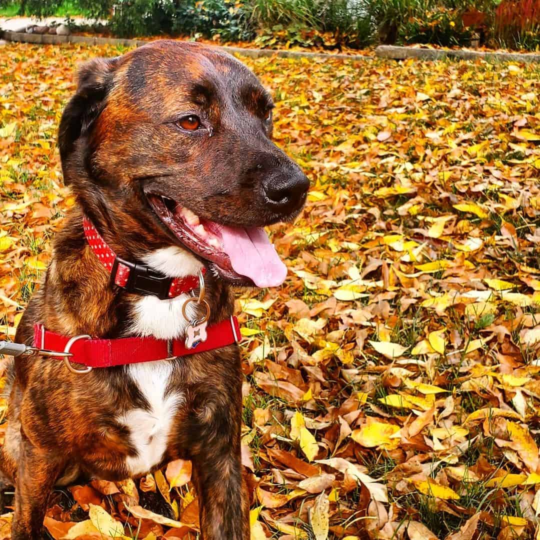 brindle labrador in a park