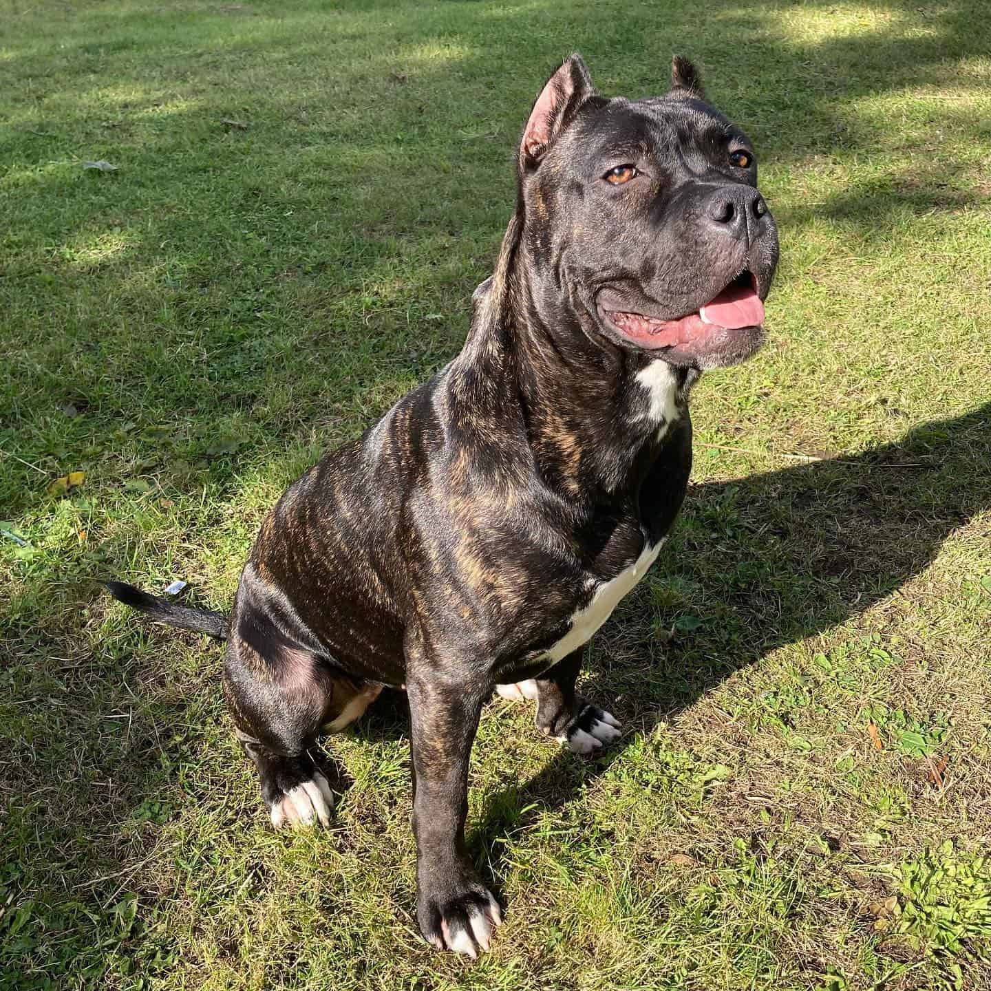 brindle north american mastiff