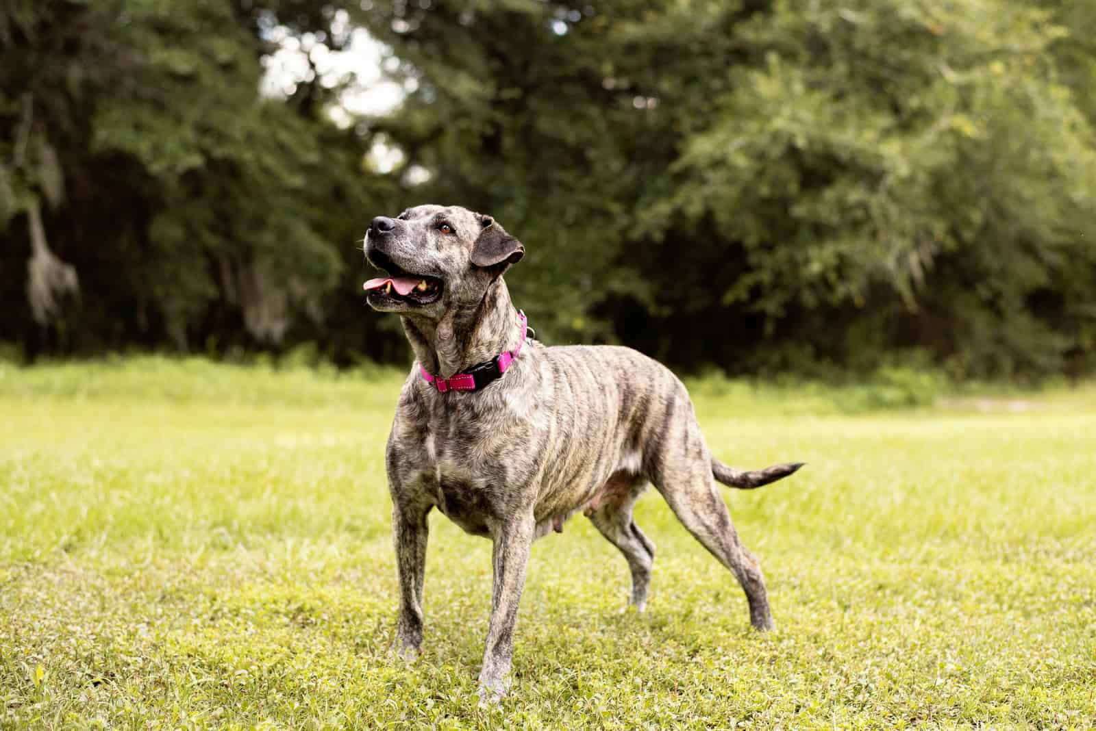 Brindle Pitbull is having fun in the park