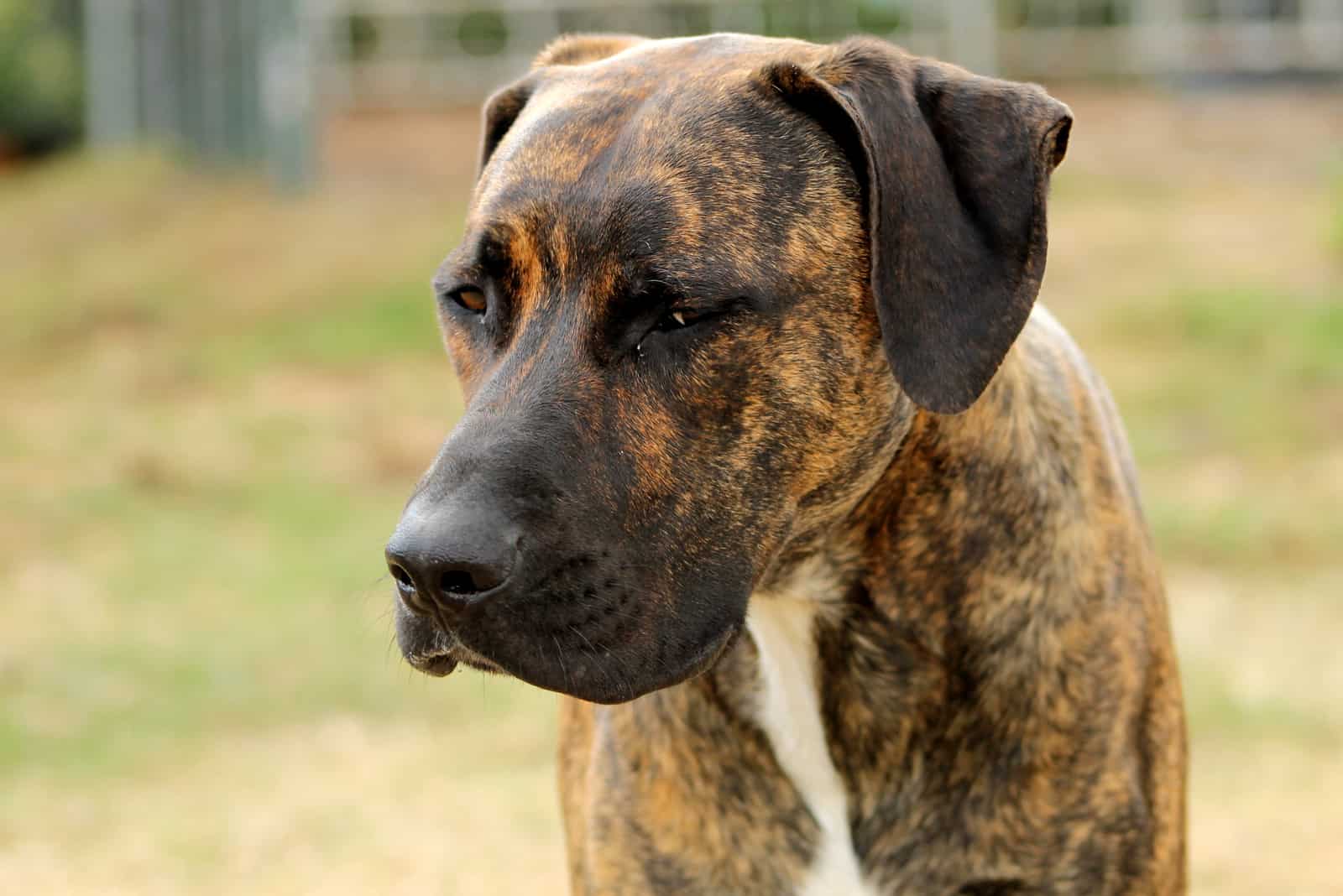 brindle Rhodesian Ridgeback