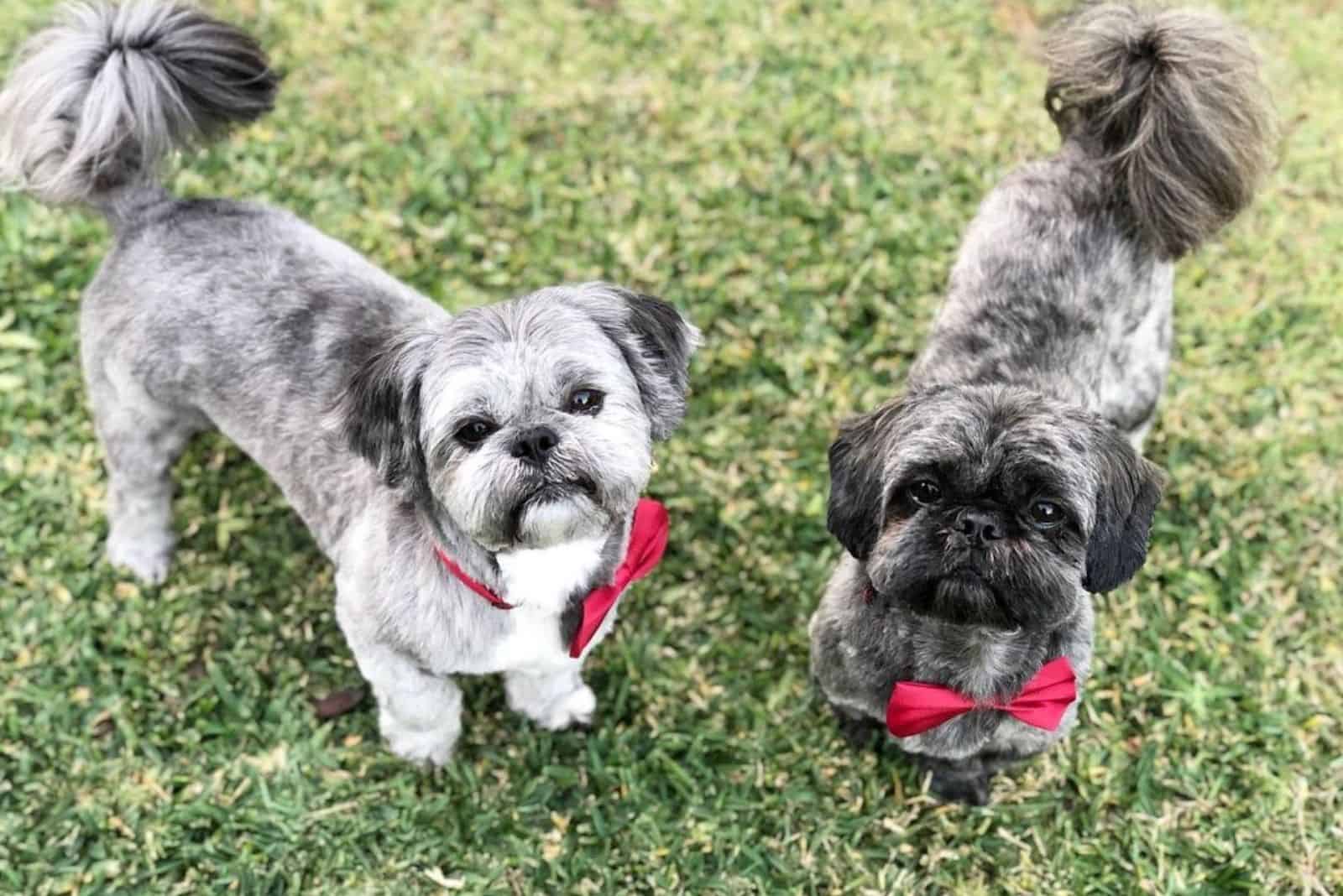 Brindle Shih Tzu: A Complete Guide To Shih Tzu Coat Colors