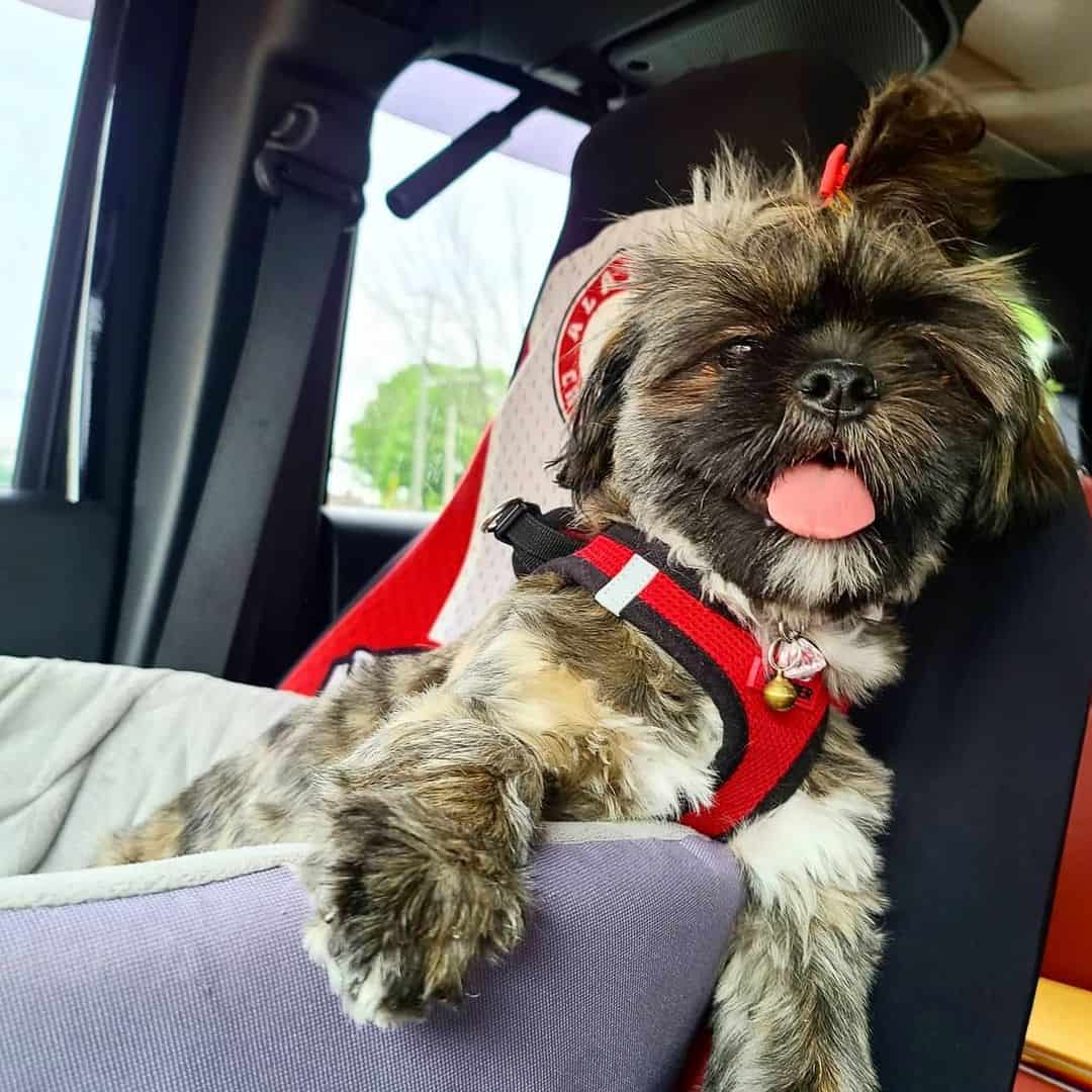 brindle shih tzu in car