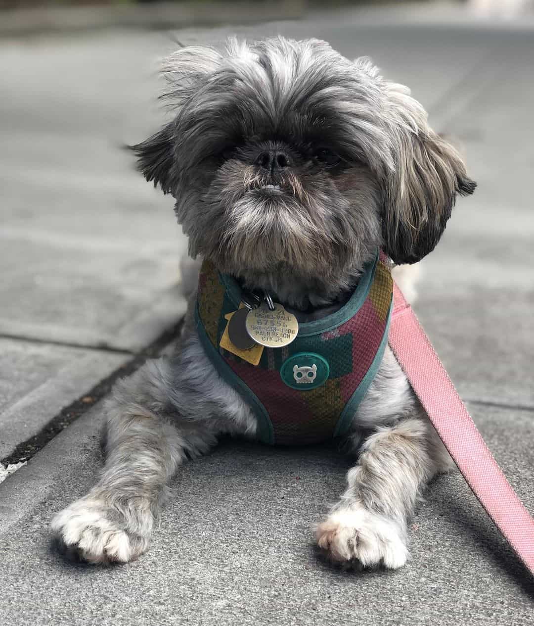 brindle shih tzu puppy