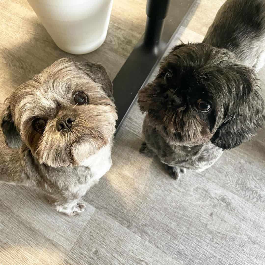 brindle shih tzu