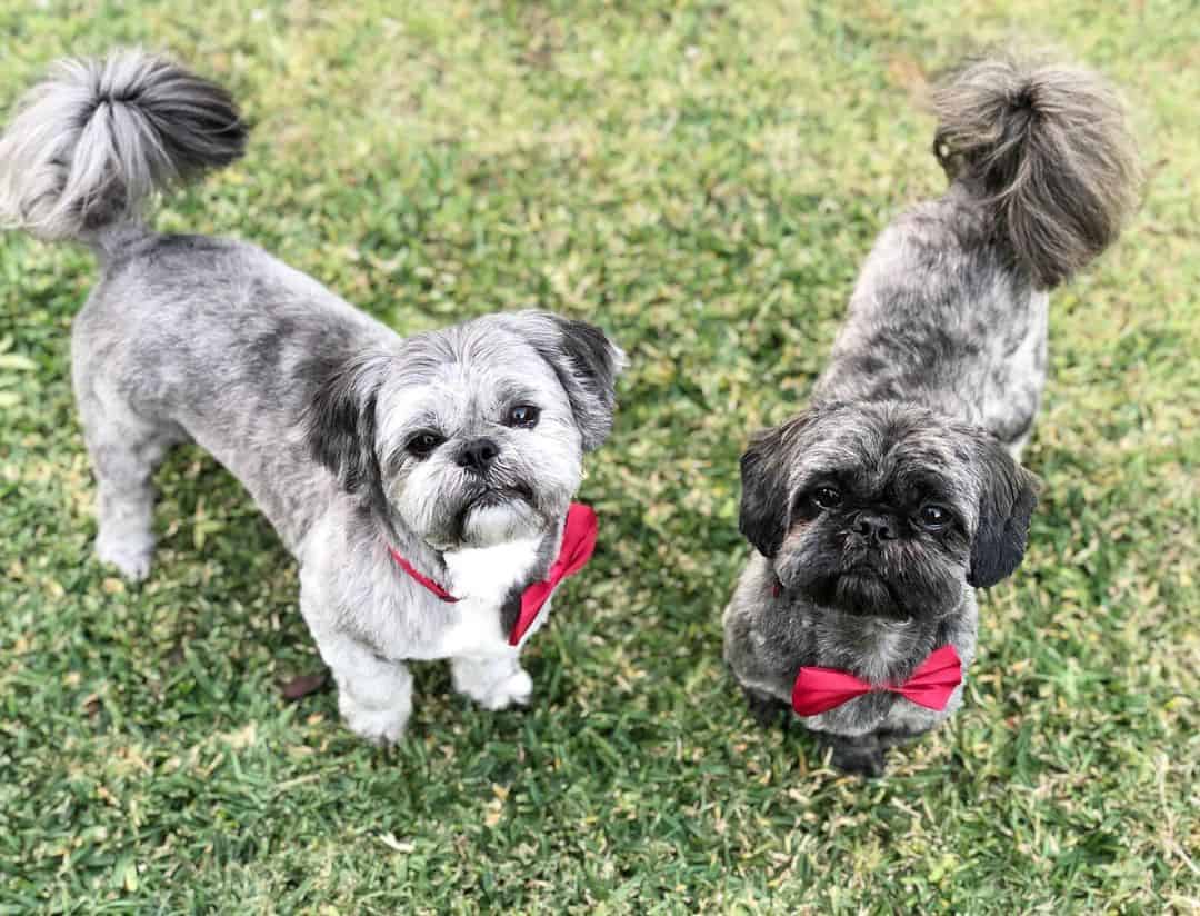 brindle shih tzus