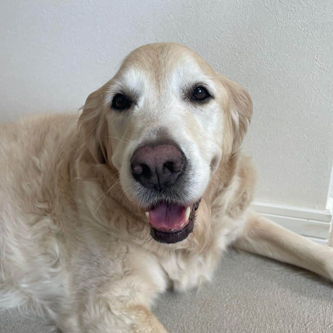 british golden retriever smiling