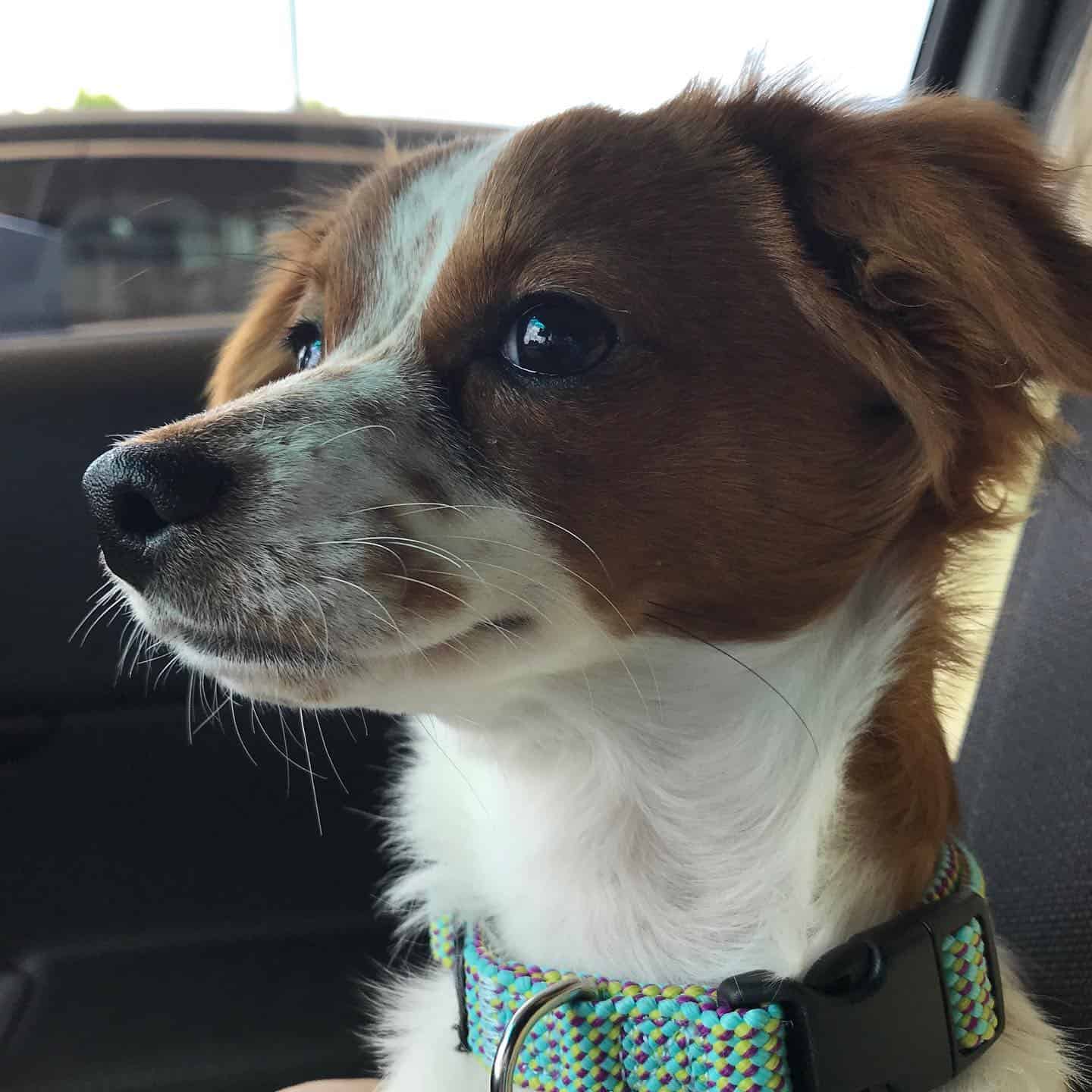 Brittany Spaniel Cavalier King Charles Spaniel Mix