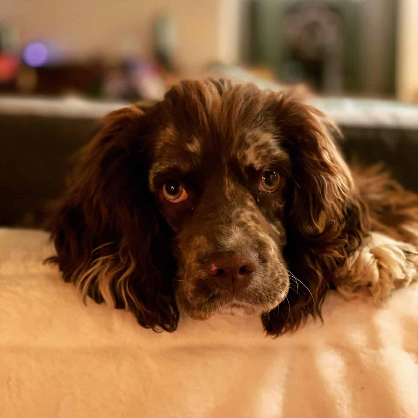 Brittany Spaniel Cocker Spaniel Mix dog