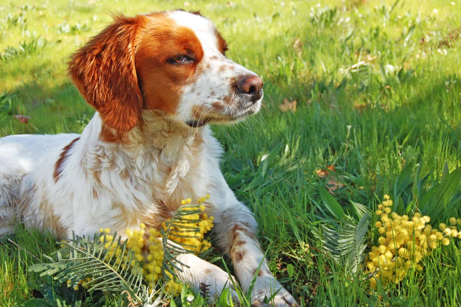 Brittany Spaniel laying on the grass