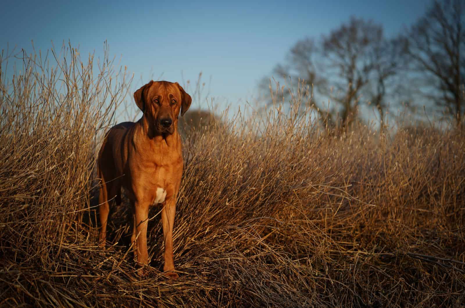 Broholmer in the field