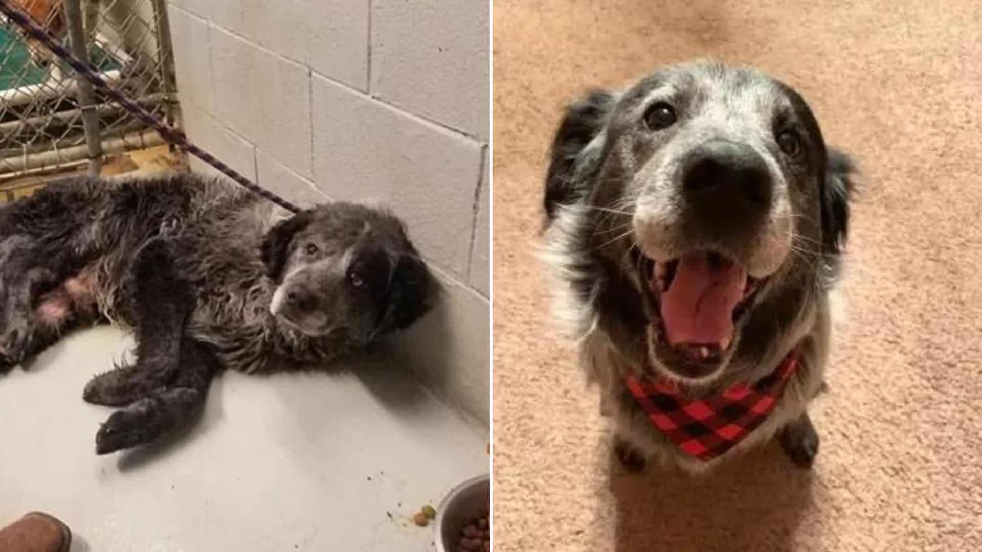 Broken And Forgotten Dog Smiled Again When He Finally Found His Forever Home