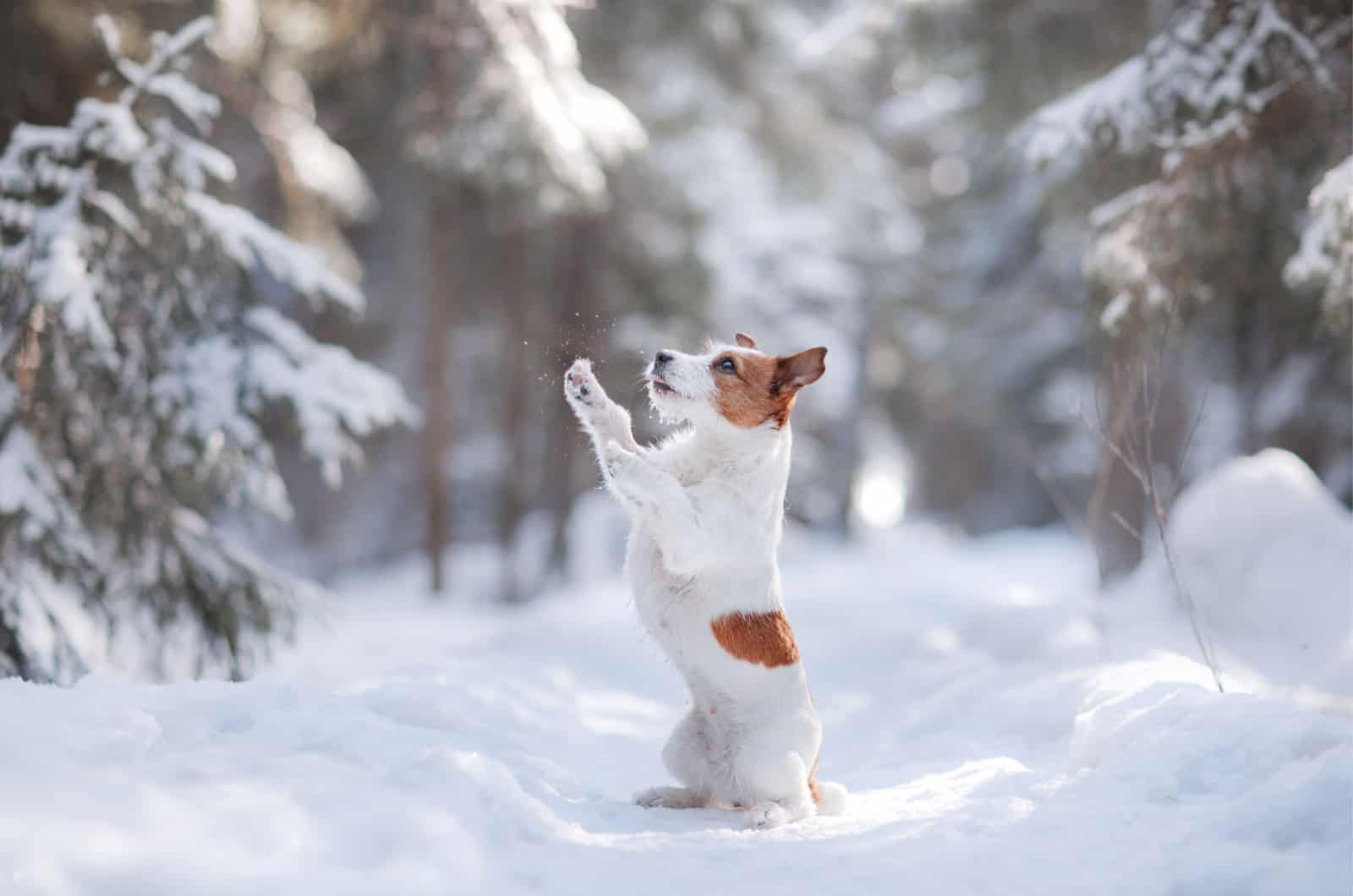 broken coat type jack russell