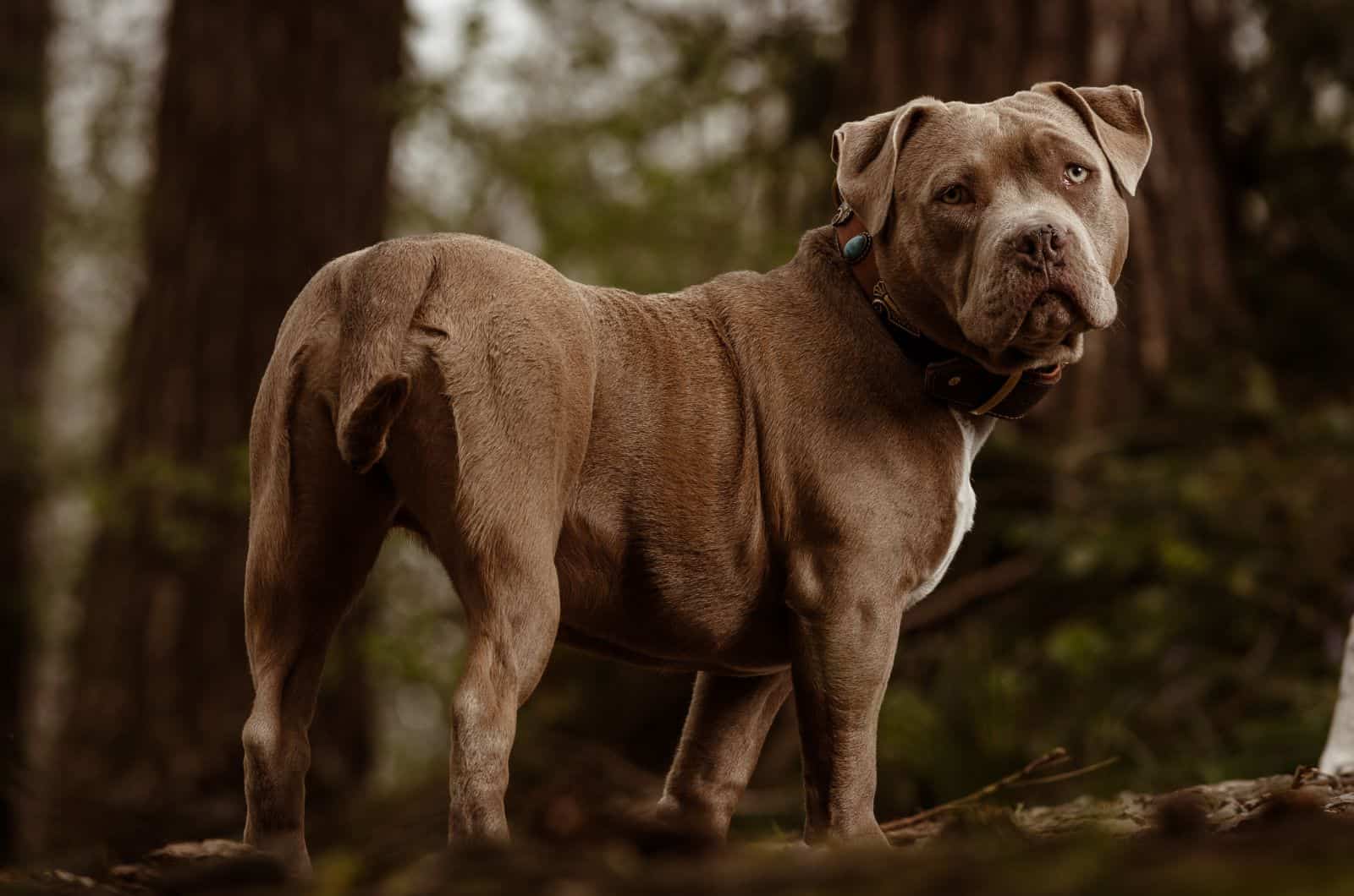 brown American Bulldog Pitbull Mix