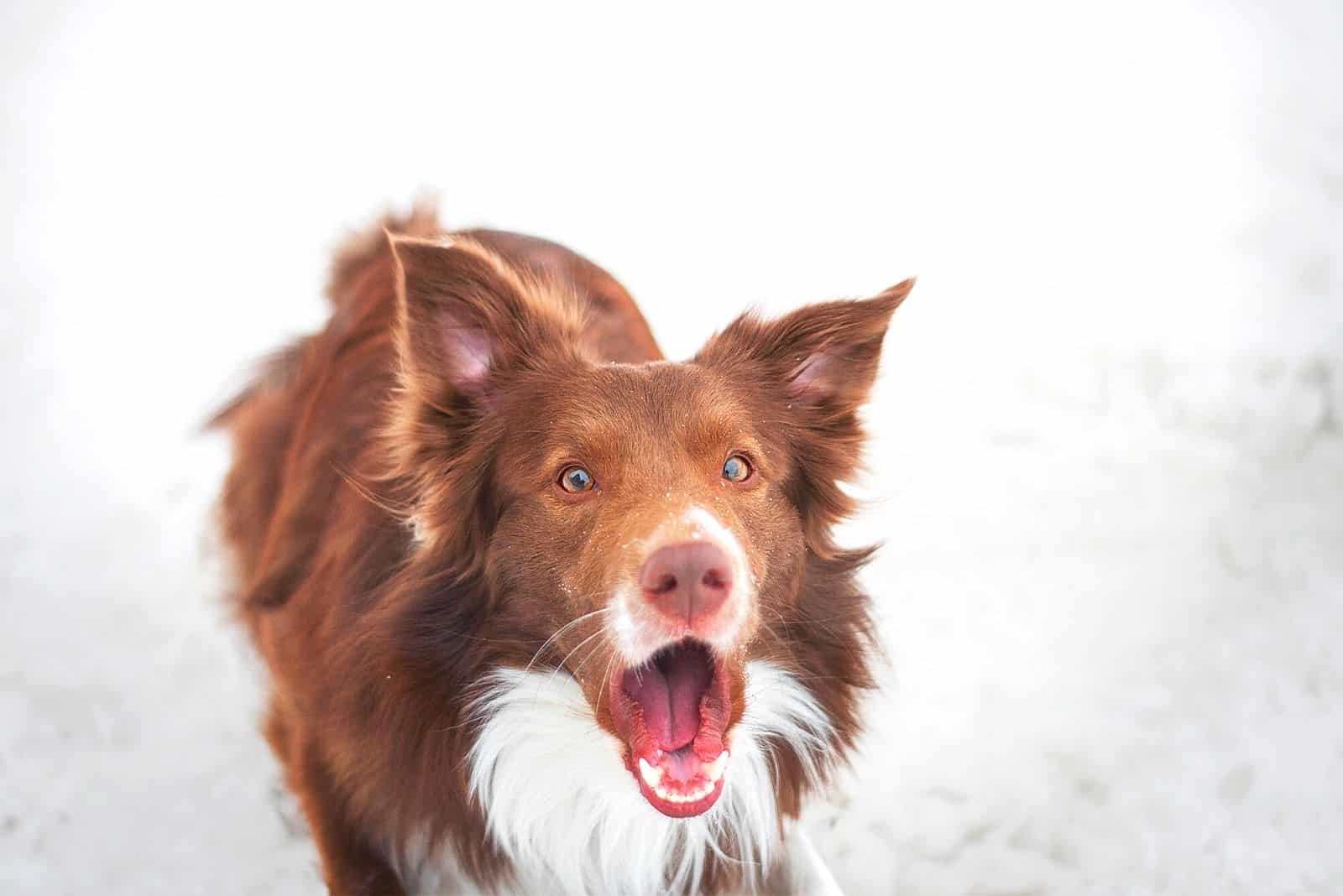 brown and white collie border barking