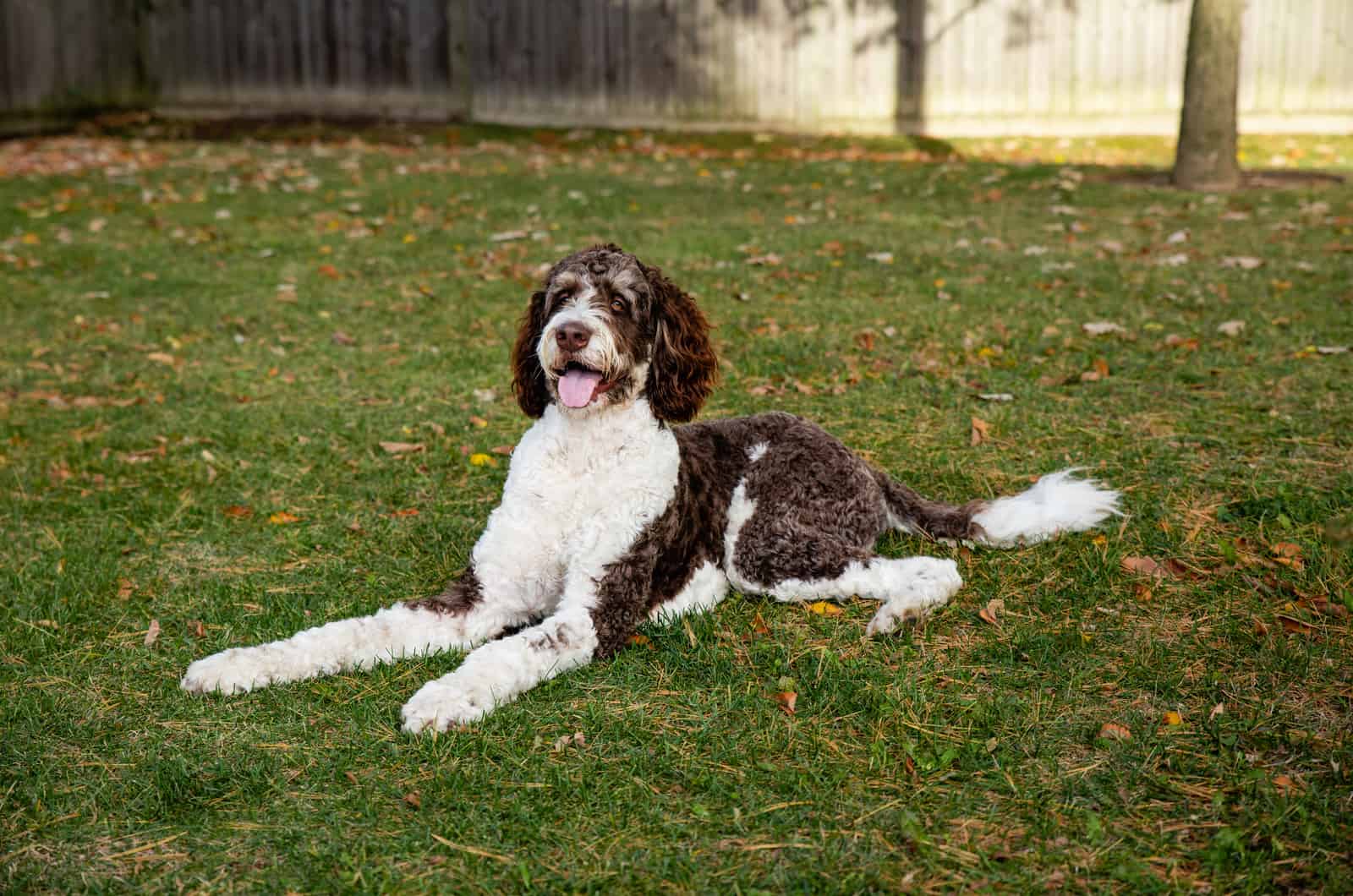 brown bernedoodle lies in grass