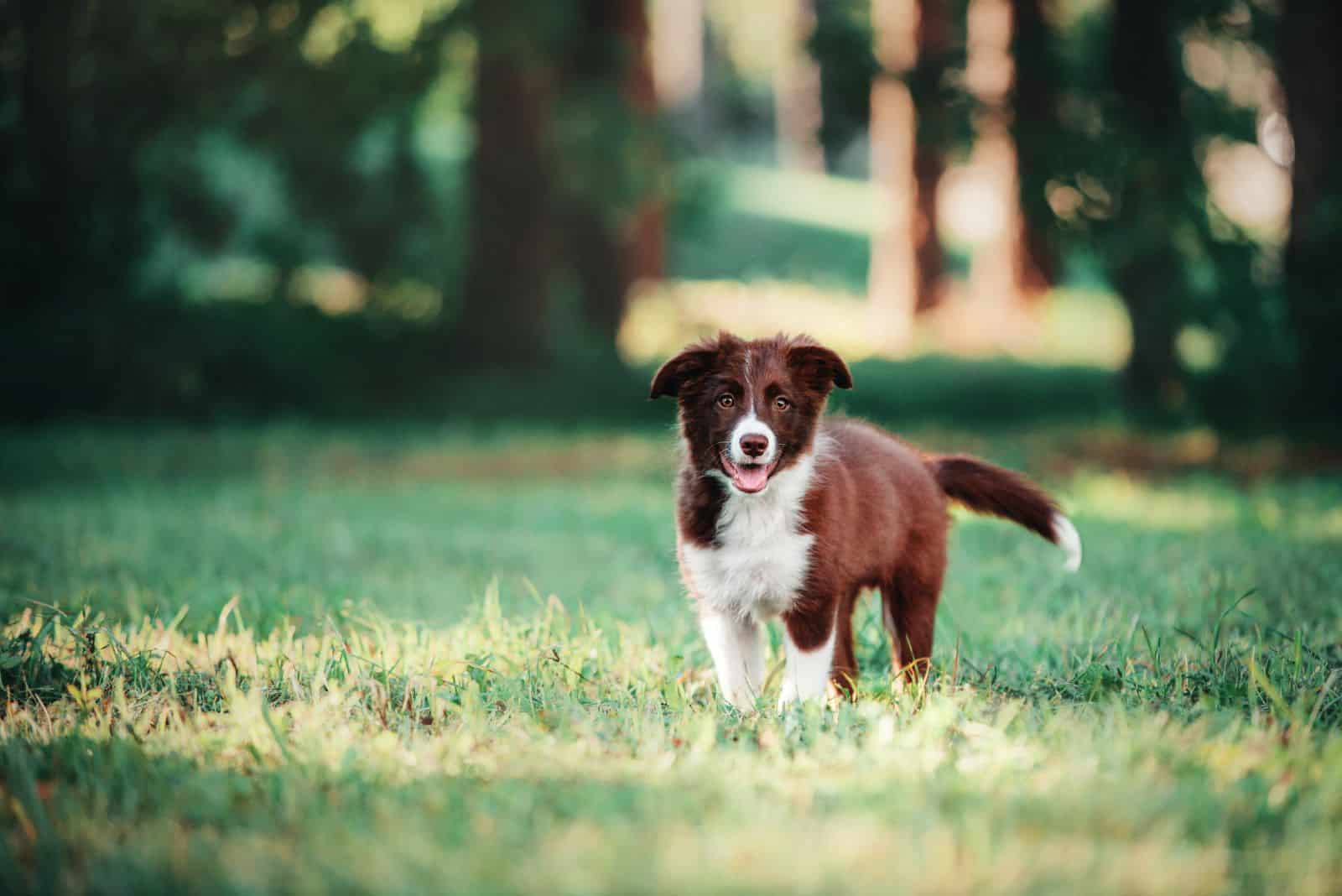 brown border collie puppy walks in the field