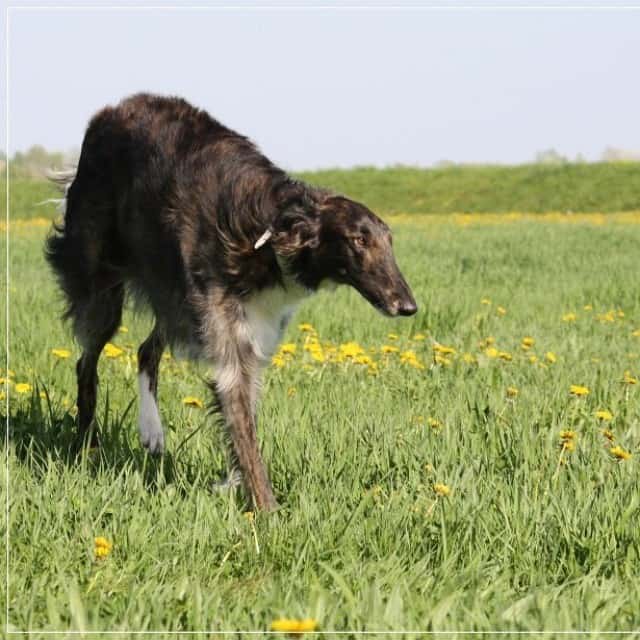 brown borzoi