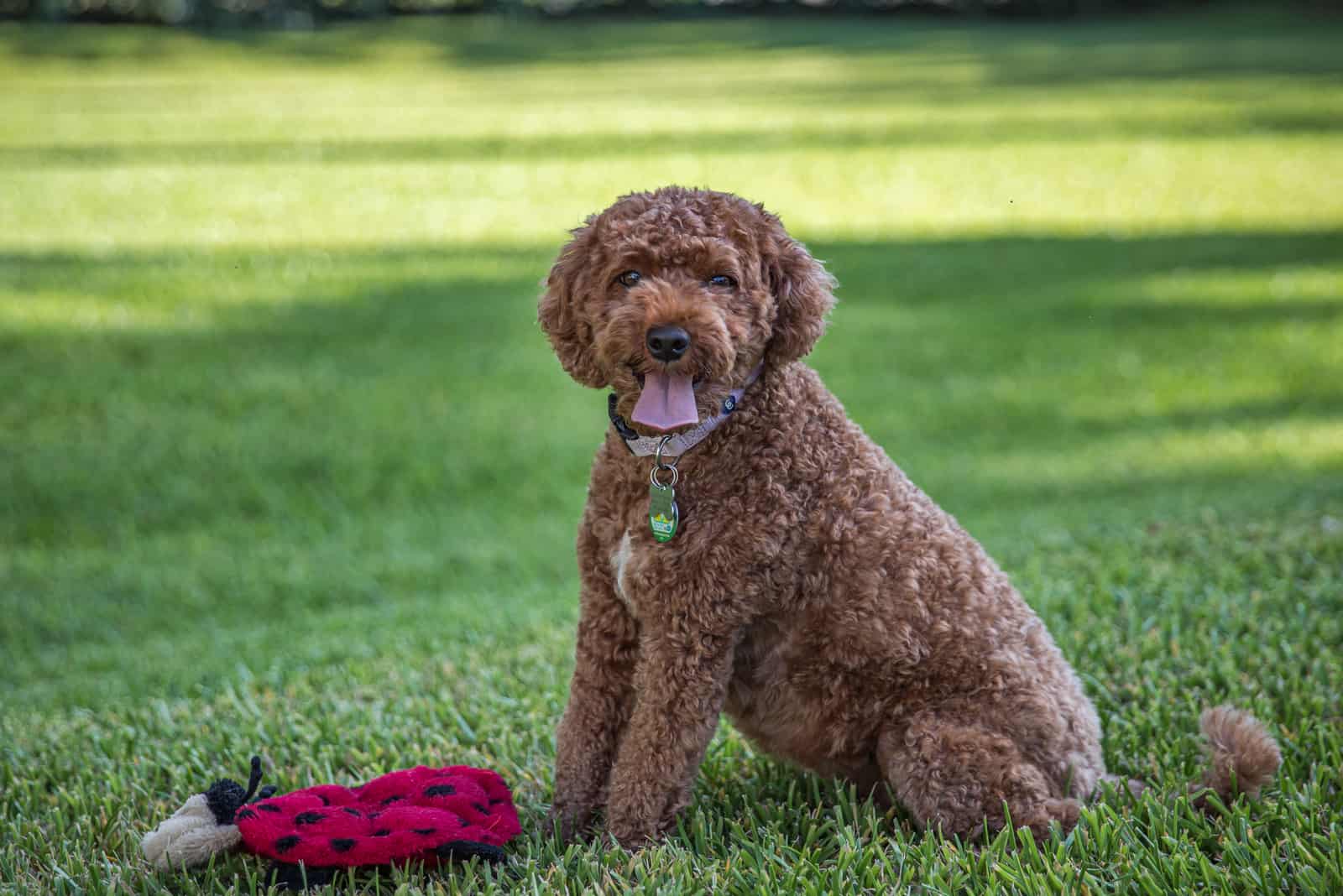 brown cavapoo dog panting and sitting in the grass with a red toy