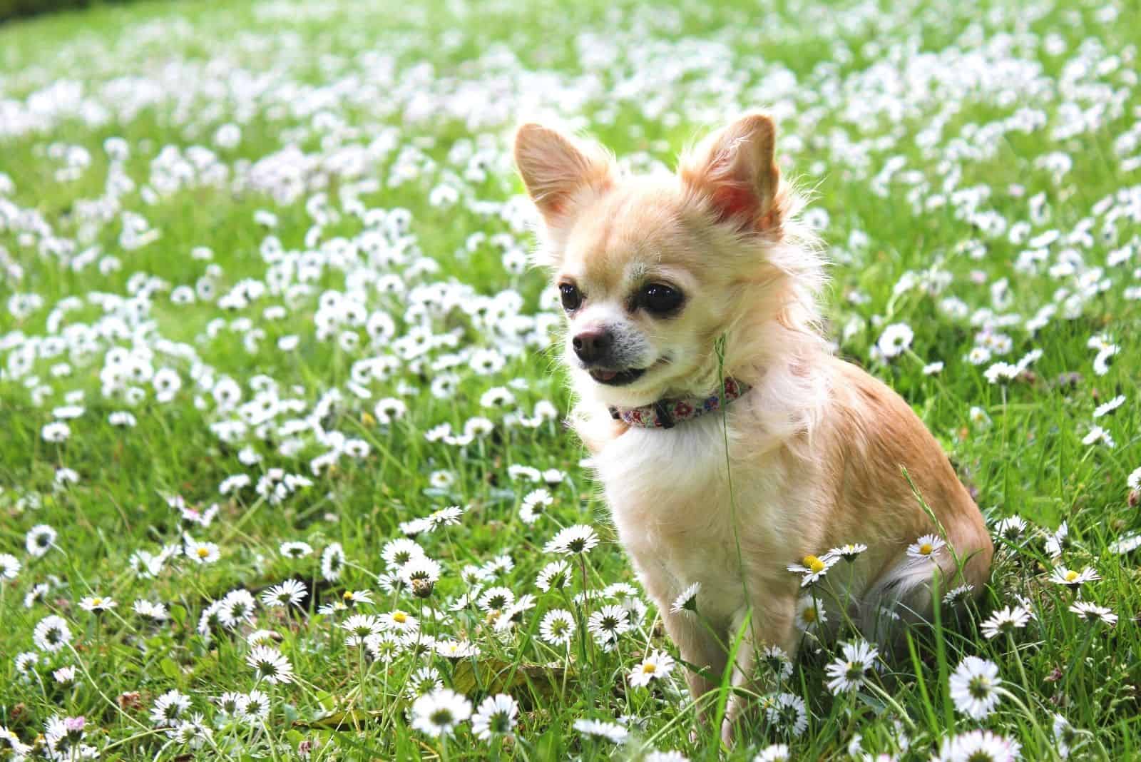 brown chihuahua sitting on the green grass with white small flowers