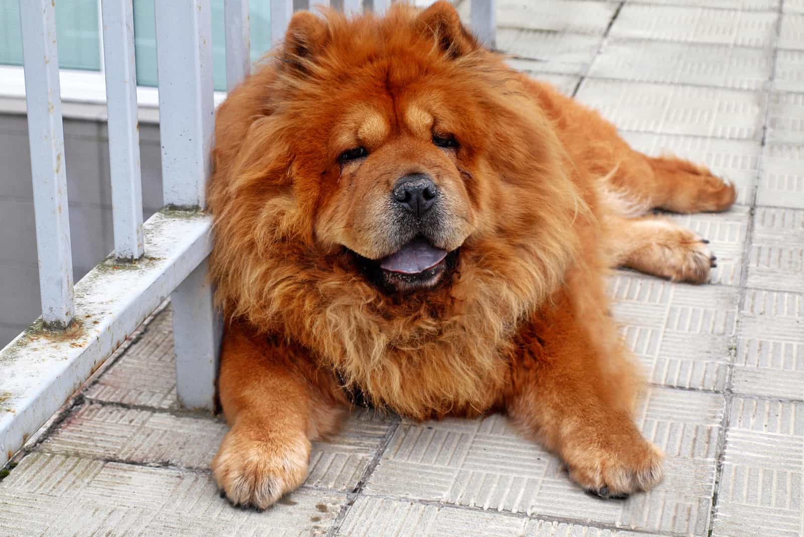 beautiful Brown chow chow dog