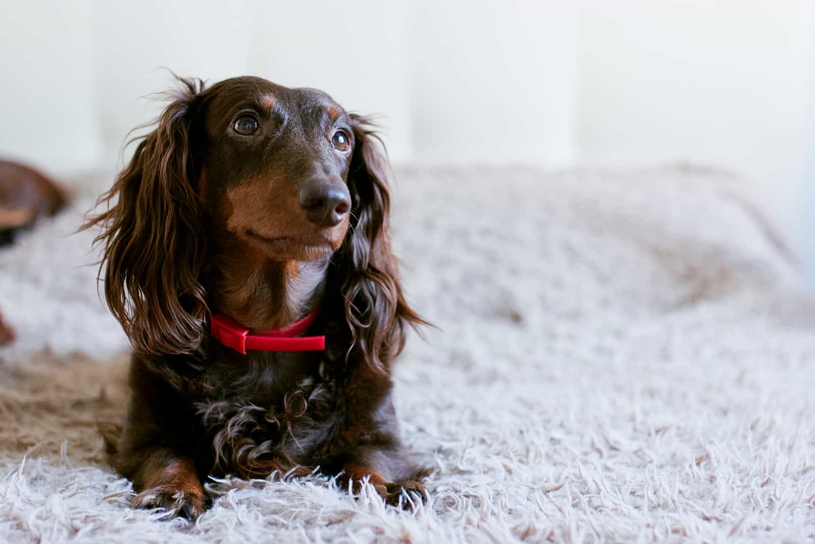 Brown dachshund lying in fluffy bed