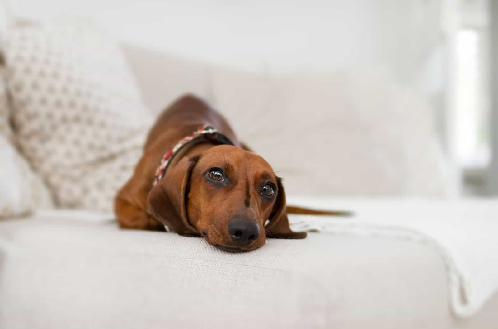 brown dachshund on a couch