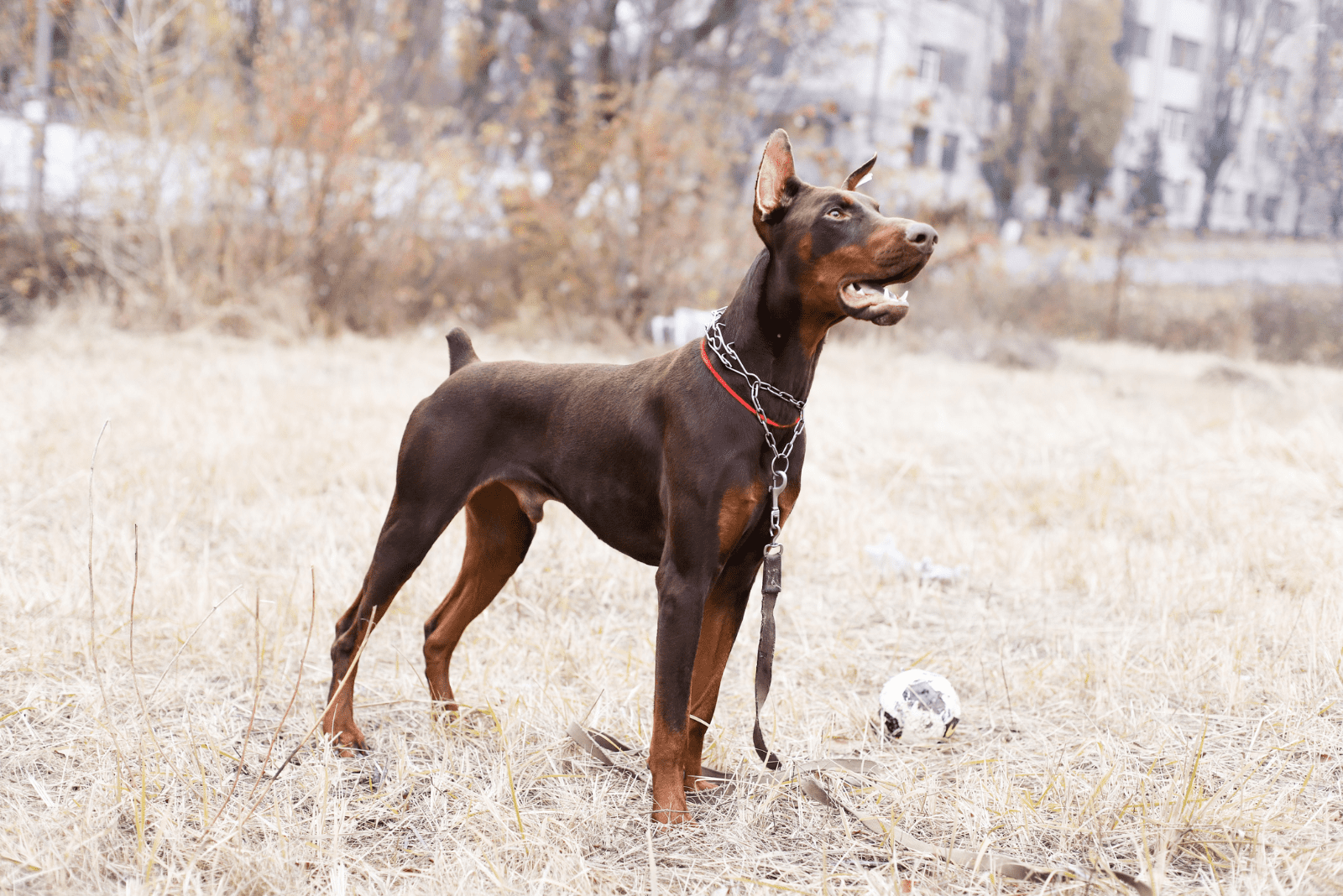 Brown Doberman Color 101: What Do They Look Like?