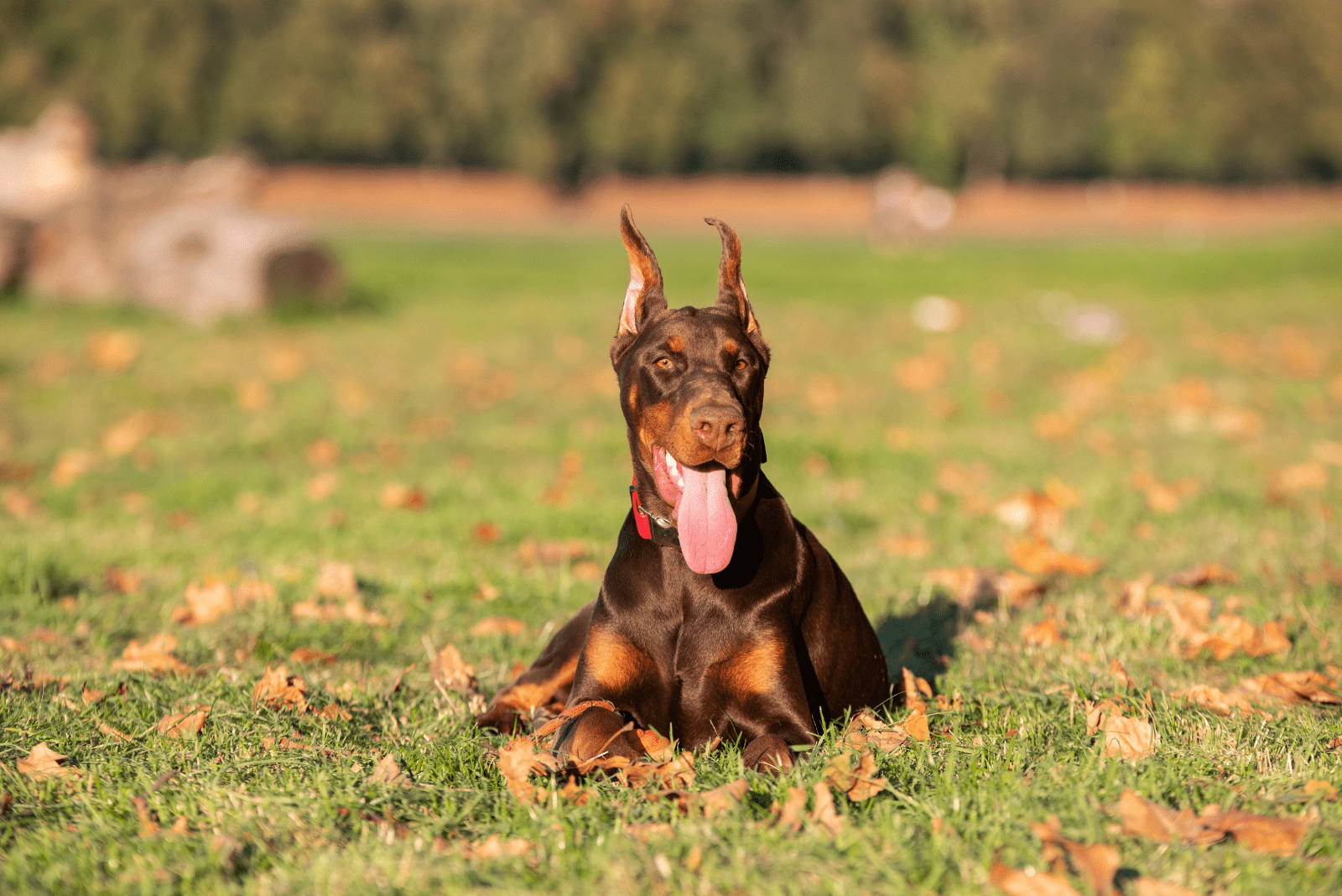 brown doberman lying on the meadow