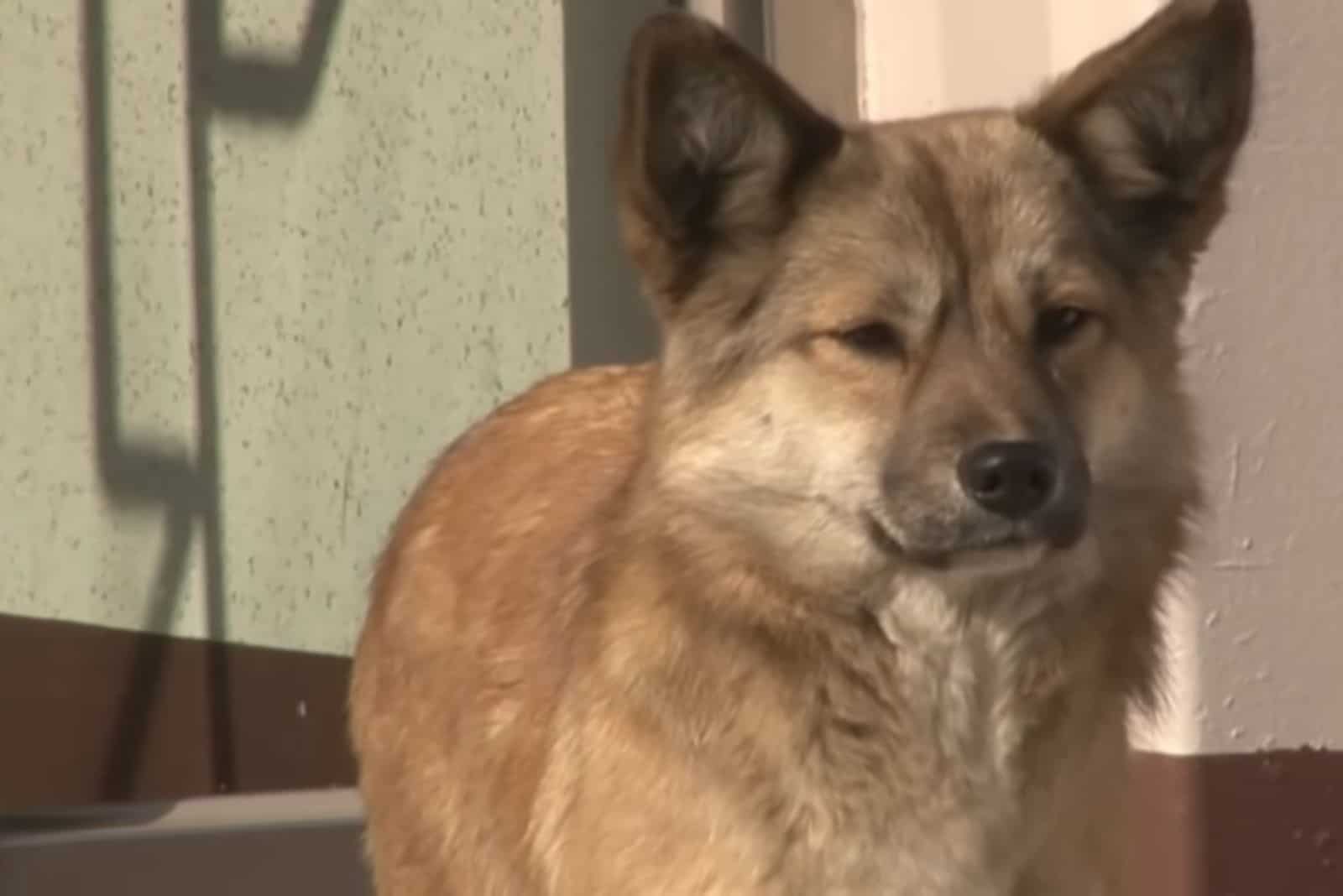 brown dog on the street