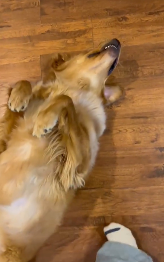 brown dog laying on a back