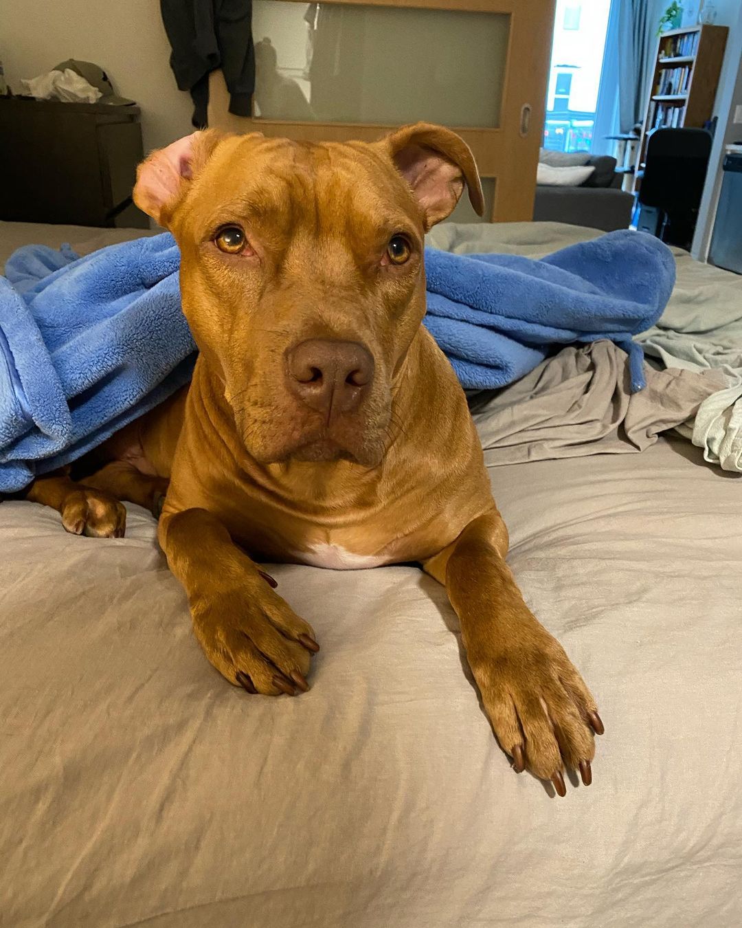 brown dog laying on a bed