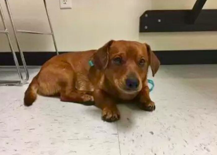 brown dog laying on the floor